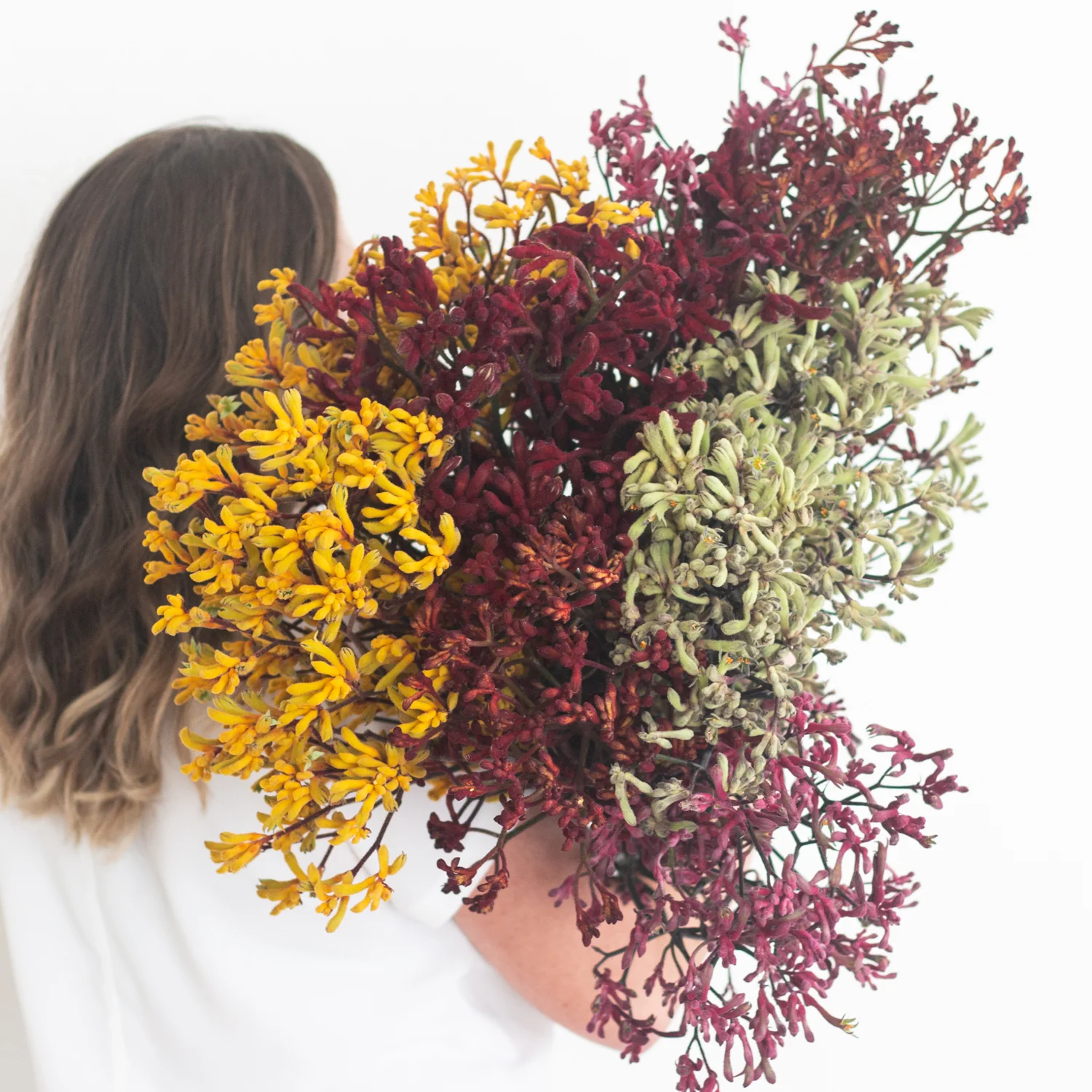Kangaroo Paw - Gold - Image 4