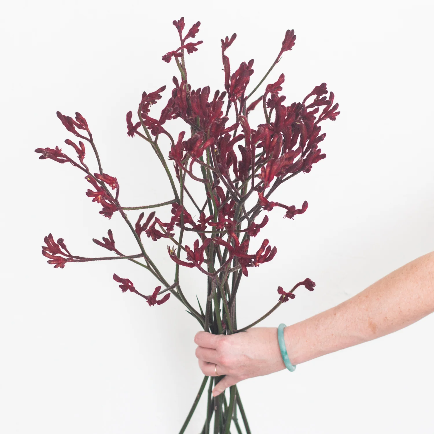 Kangaroo Paw - Burgundy - Image 2