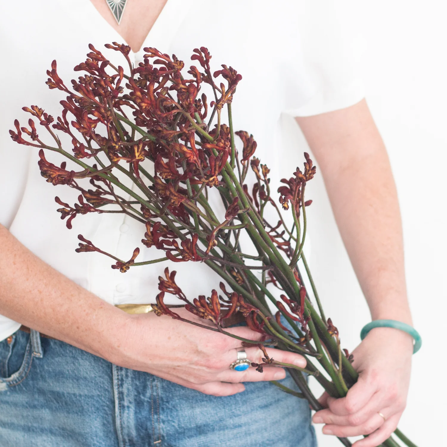 Kangaroo Paw - Burgundy - Image 3