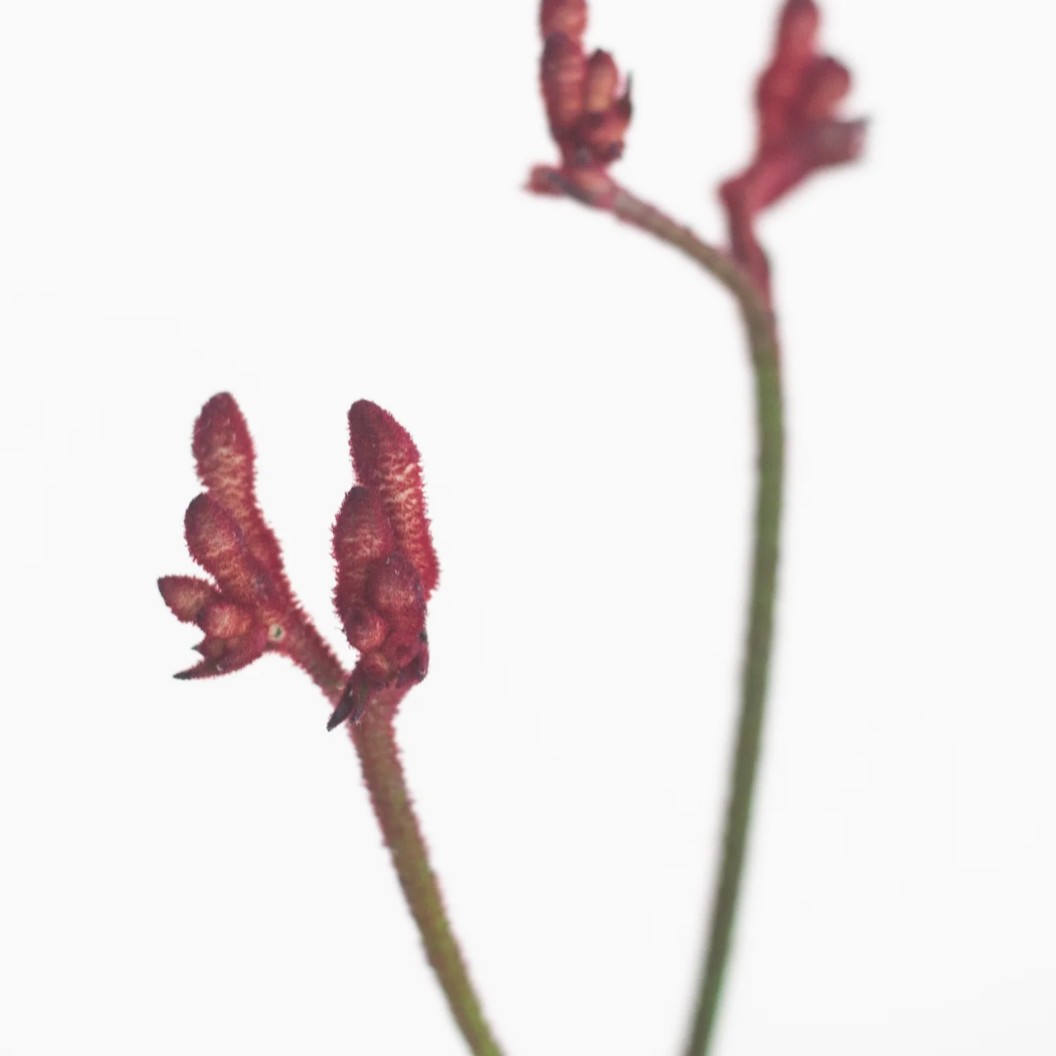 Kangaroo Paw - Burgundy - Image 4