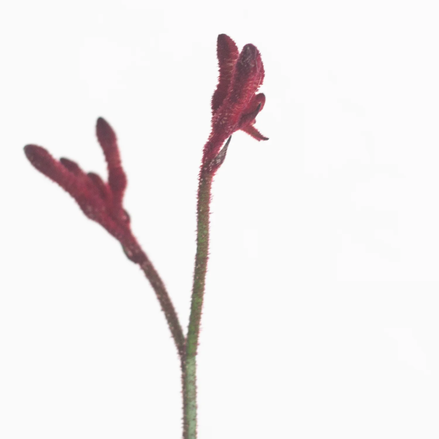 Kangaroo Paw - Burgundy - Image 5