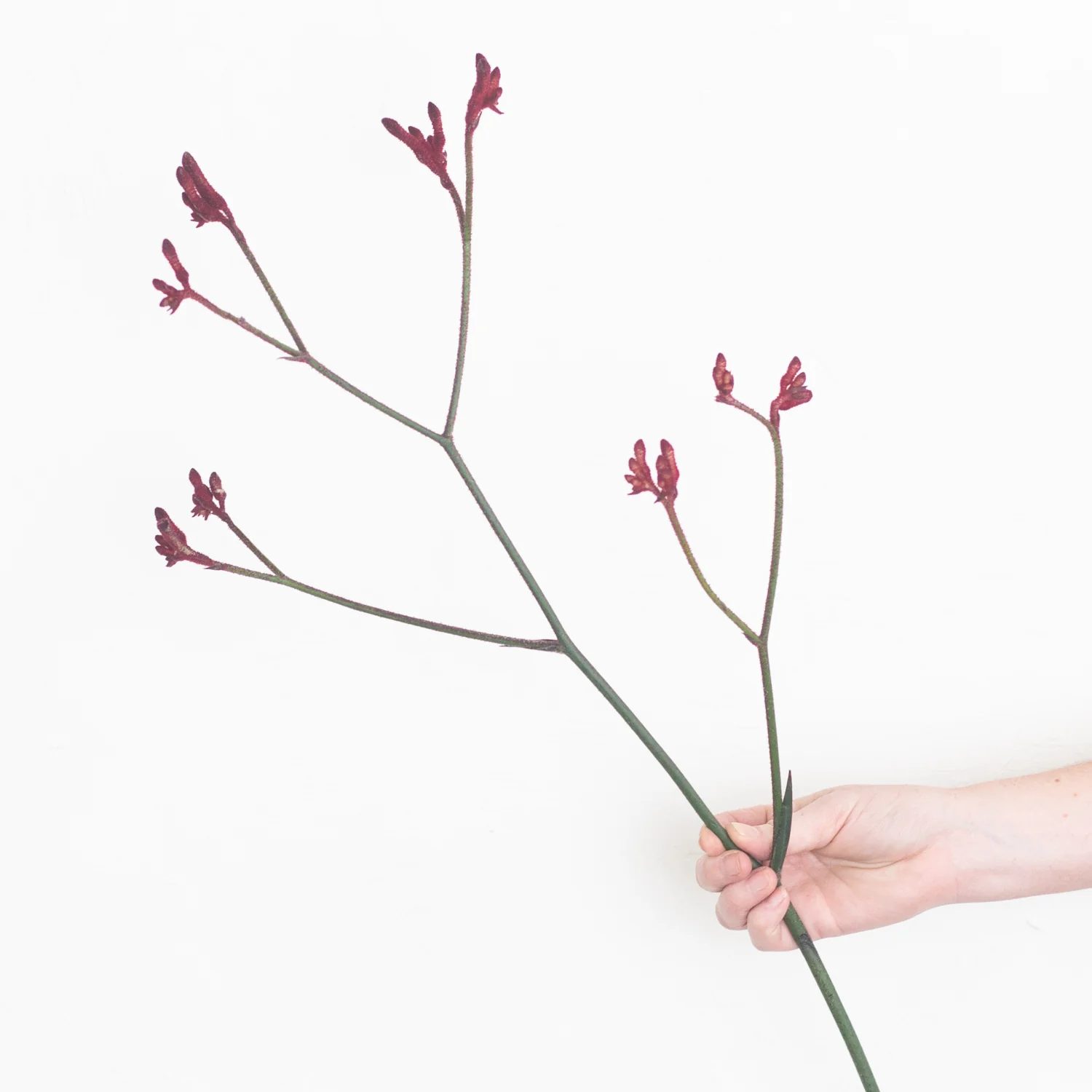 Kangaroo Paw - Burgundy - Image 6