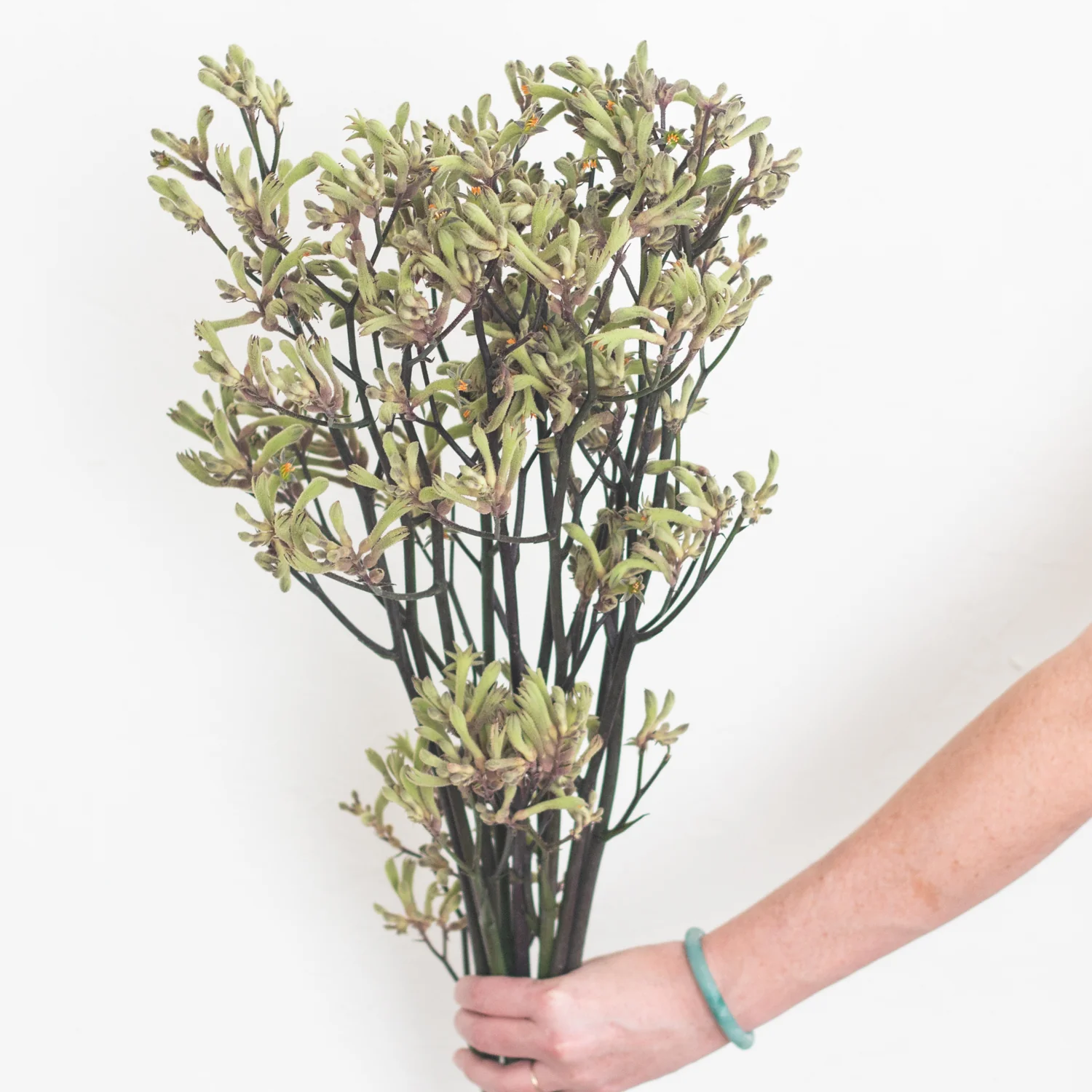 Kangaroo Paw - Green - Image 2