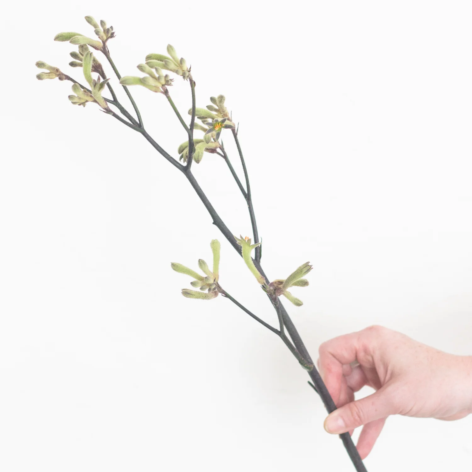 Kangaroo Paw - Green - Image 3
