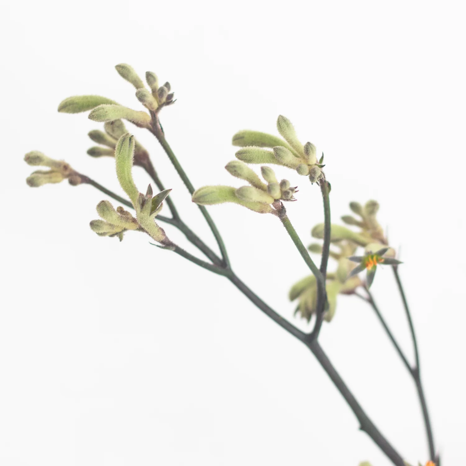 Kangaroo Paw - Green - Image 4