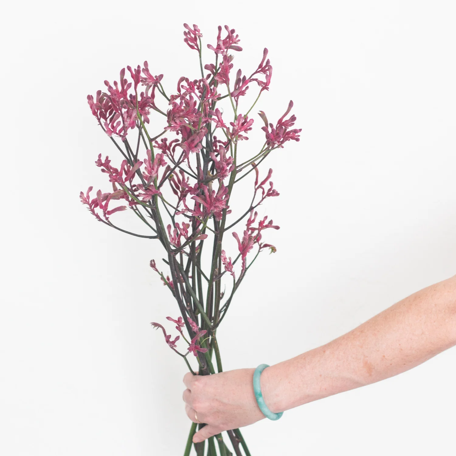 Kangaroo Paw - Pink - Image 2