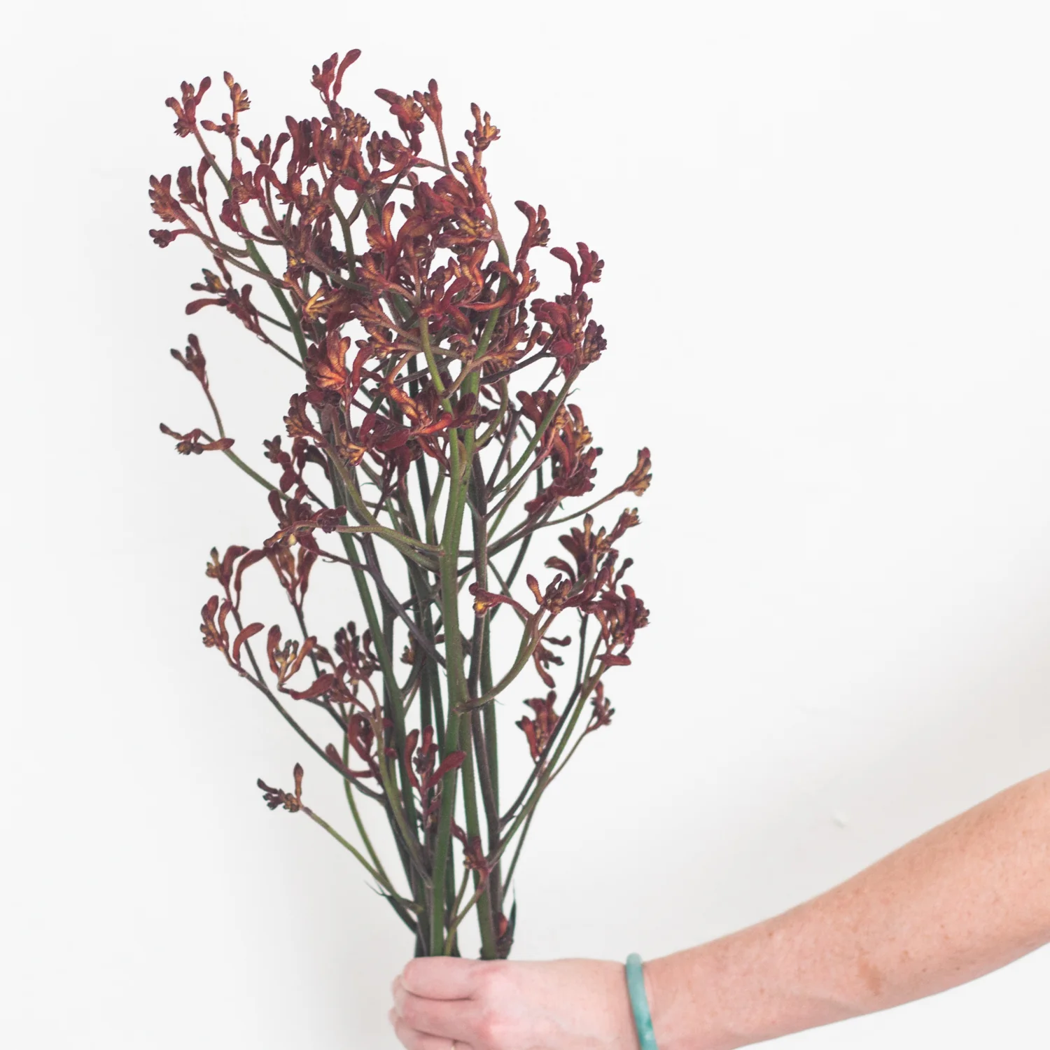 Kangaroo Paw - Warm Orange - Image 2