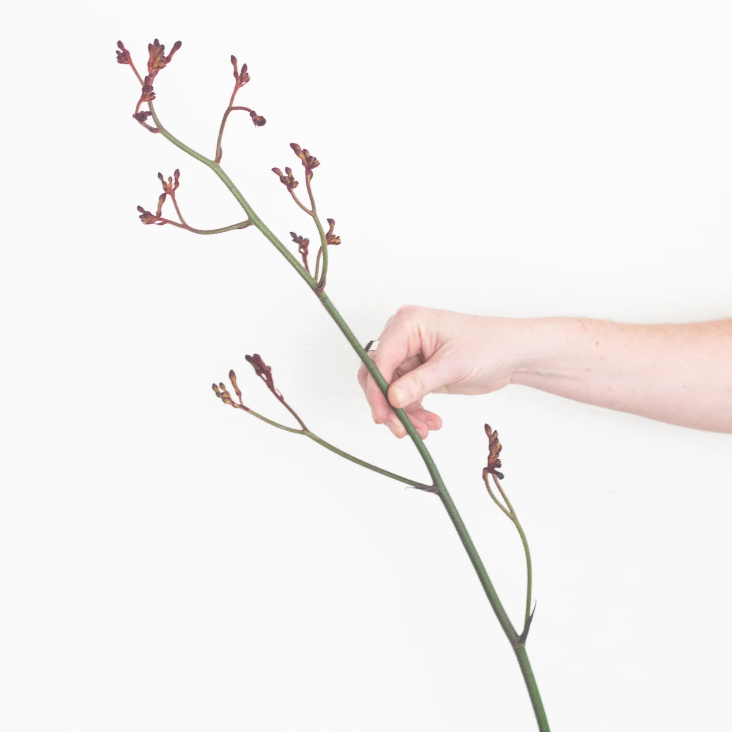 Kangaroo Paw - Warm Orange - Image 3