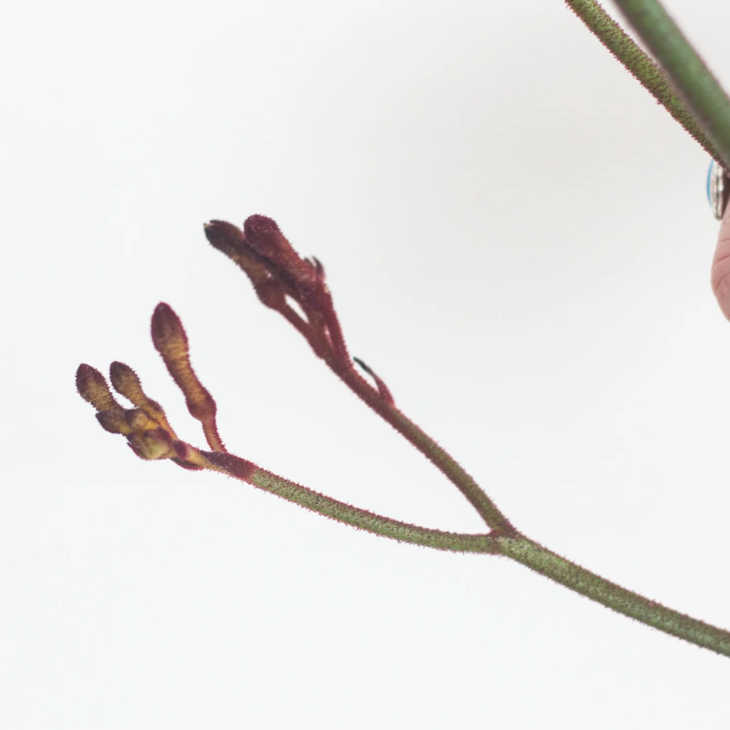 Kangaroo Paw - Warm Orange - Image 4