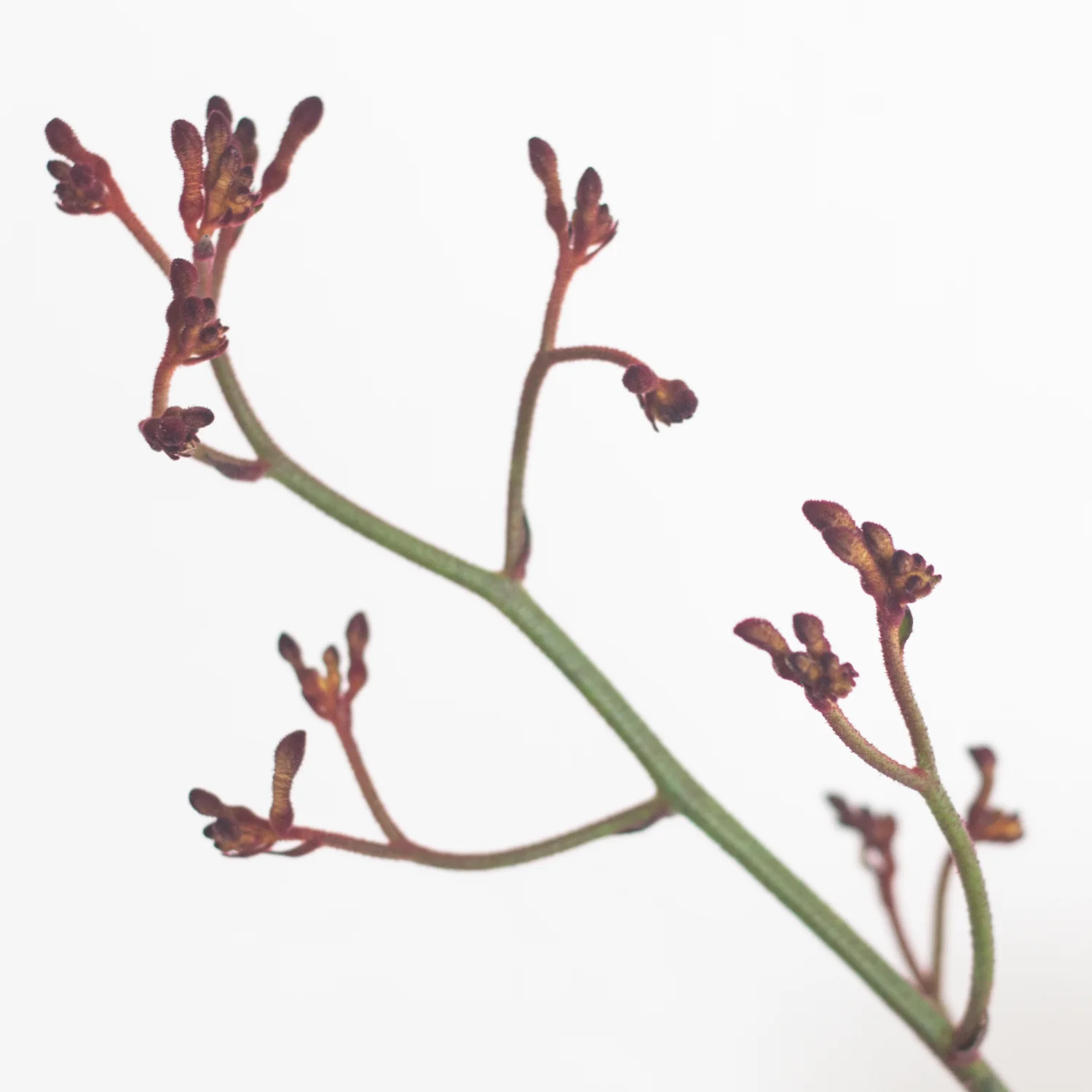 Kangaroo Paw - Warm Orange - Image 5