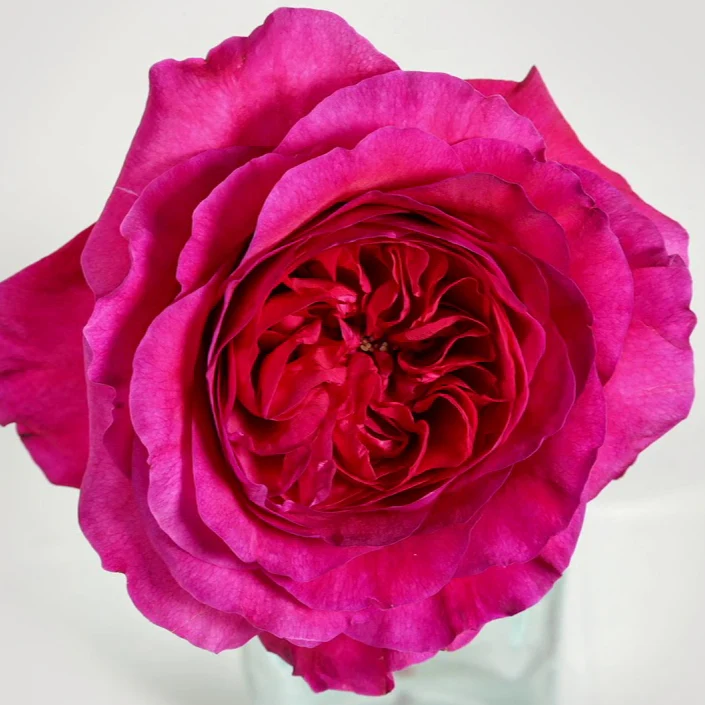Deep Pink Garden Rose - Image 8