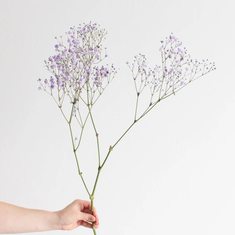 Tinted Lavender Baby's Breath Flower - Image 4
