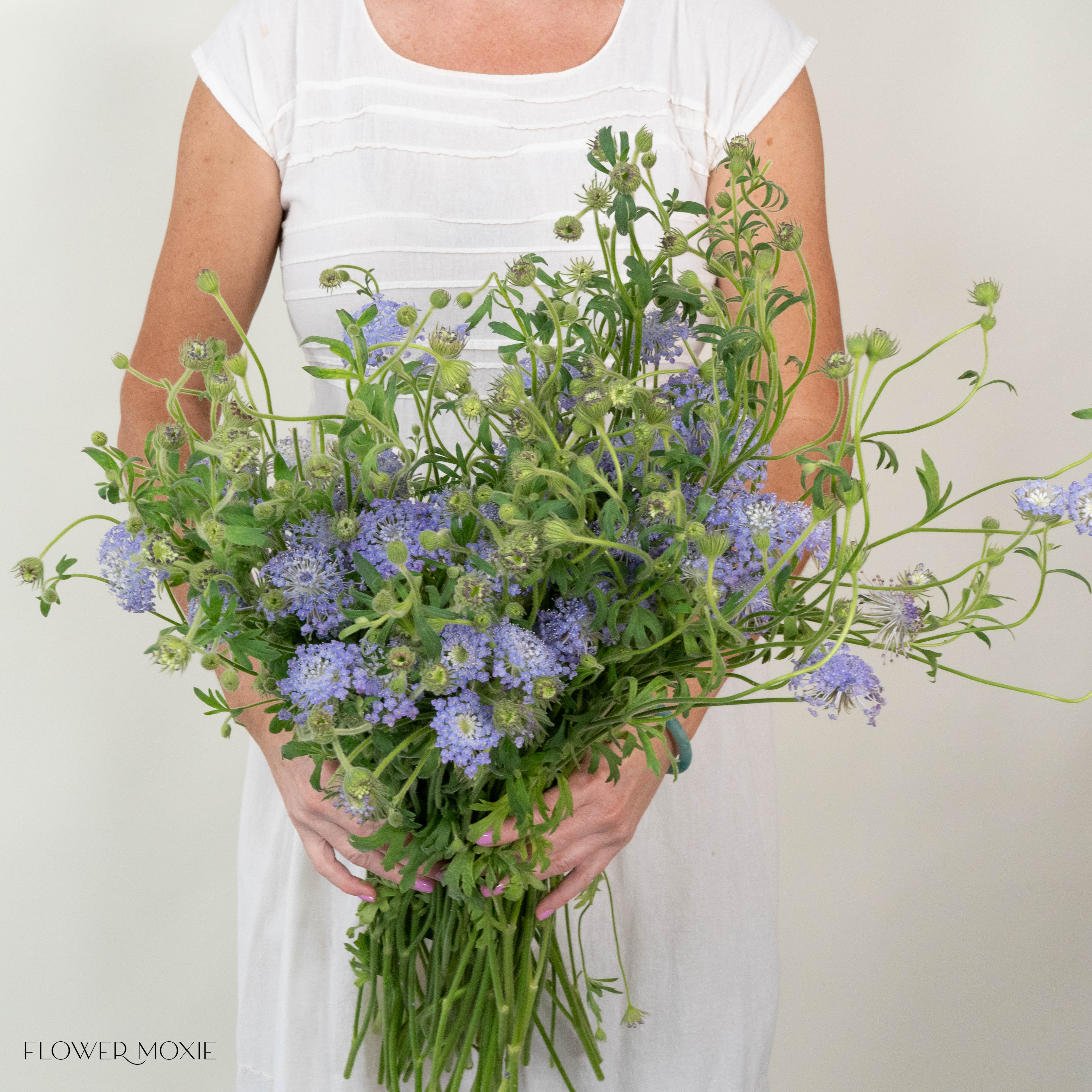 Lavender Blue Lace Didiscus Flower - Image 3