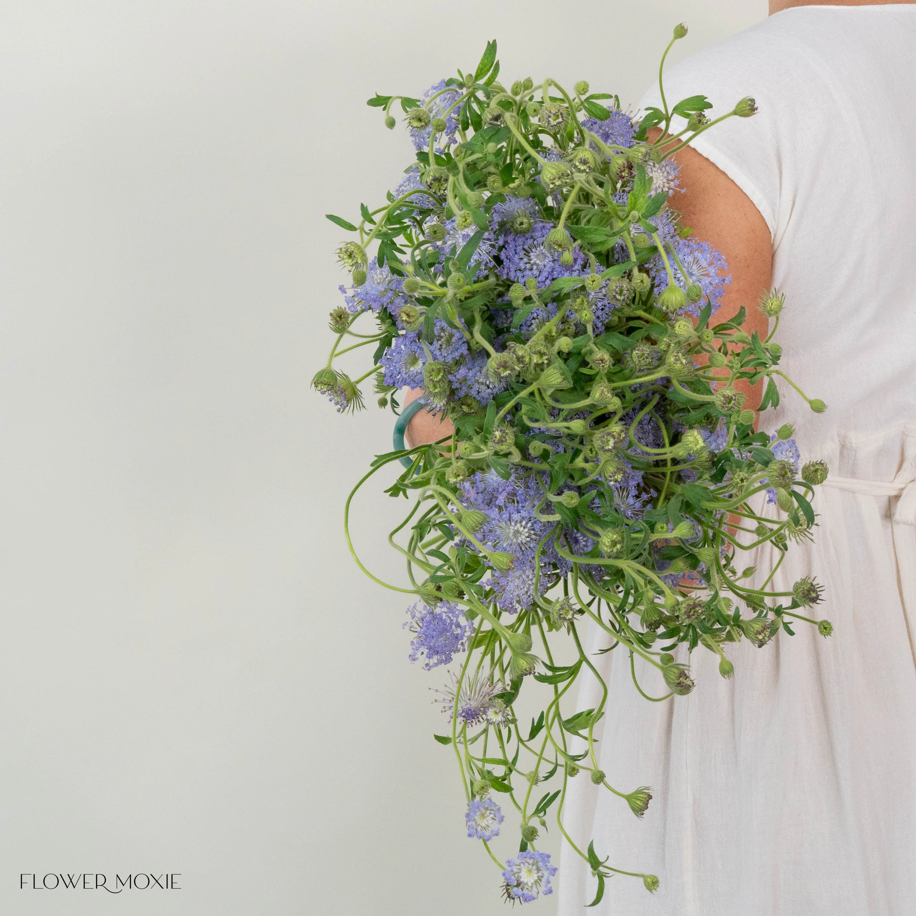 Lavender Blue Lace Didiscus Flower - Image 4