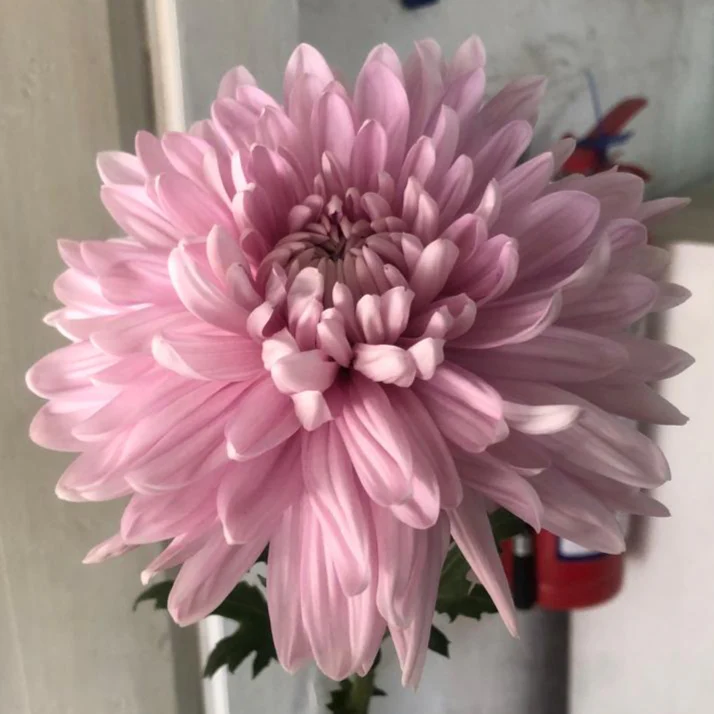 Lavender Cremone Flower - Image 3