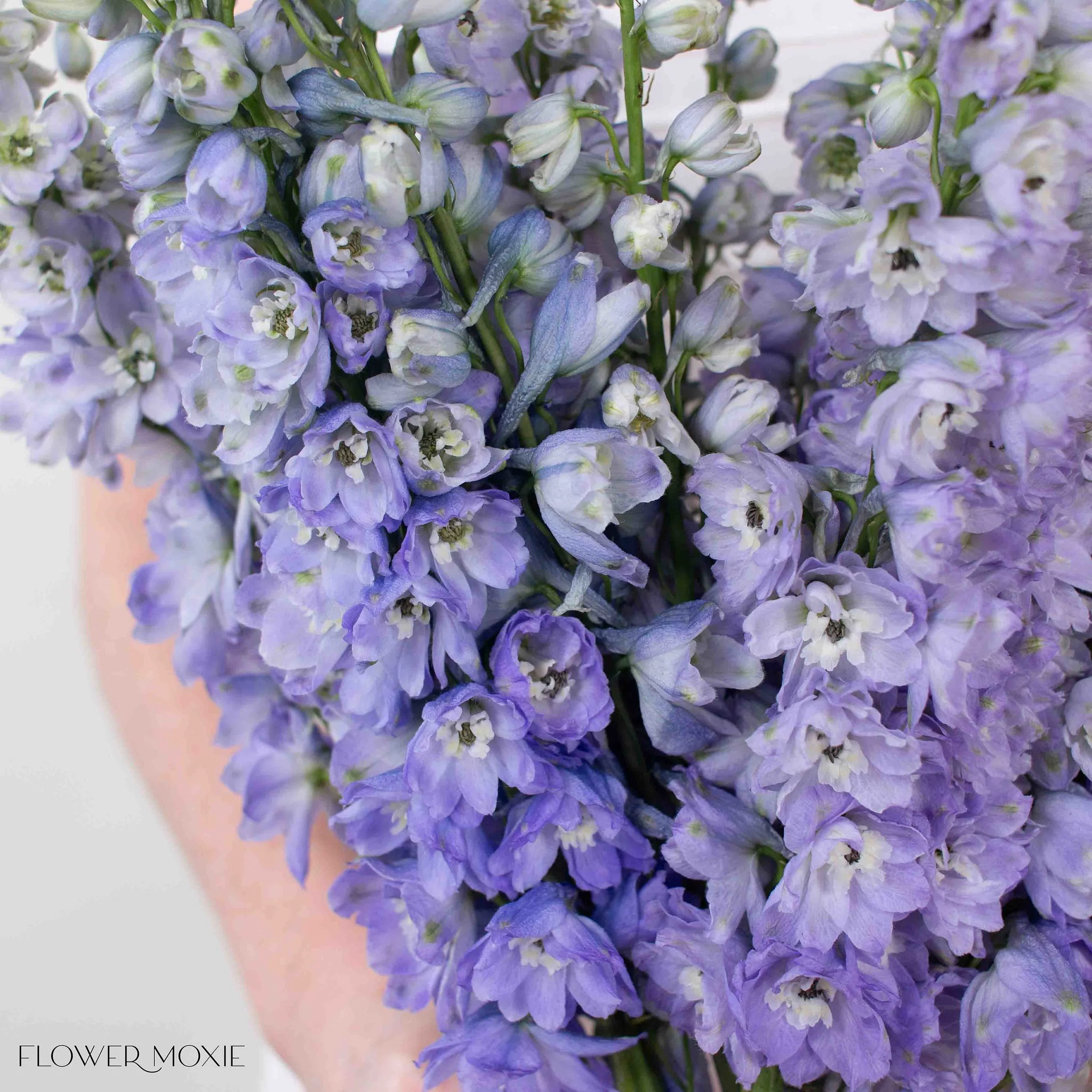 Lavender Delphinium Flower - Image 5