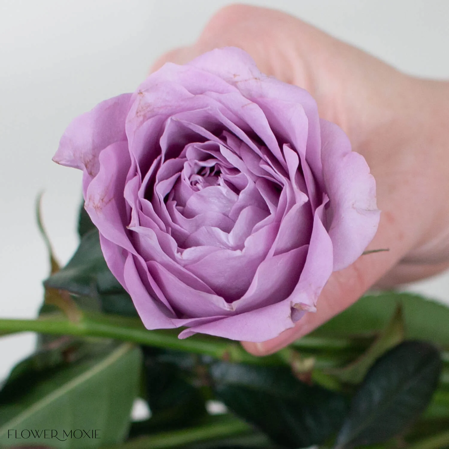 Lavender Bouquet Garden Rose - Image 4