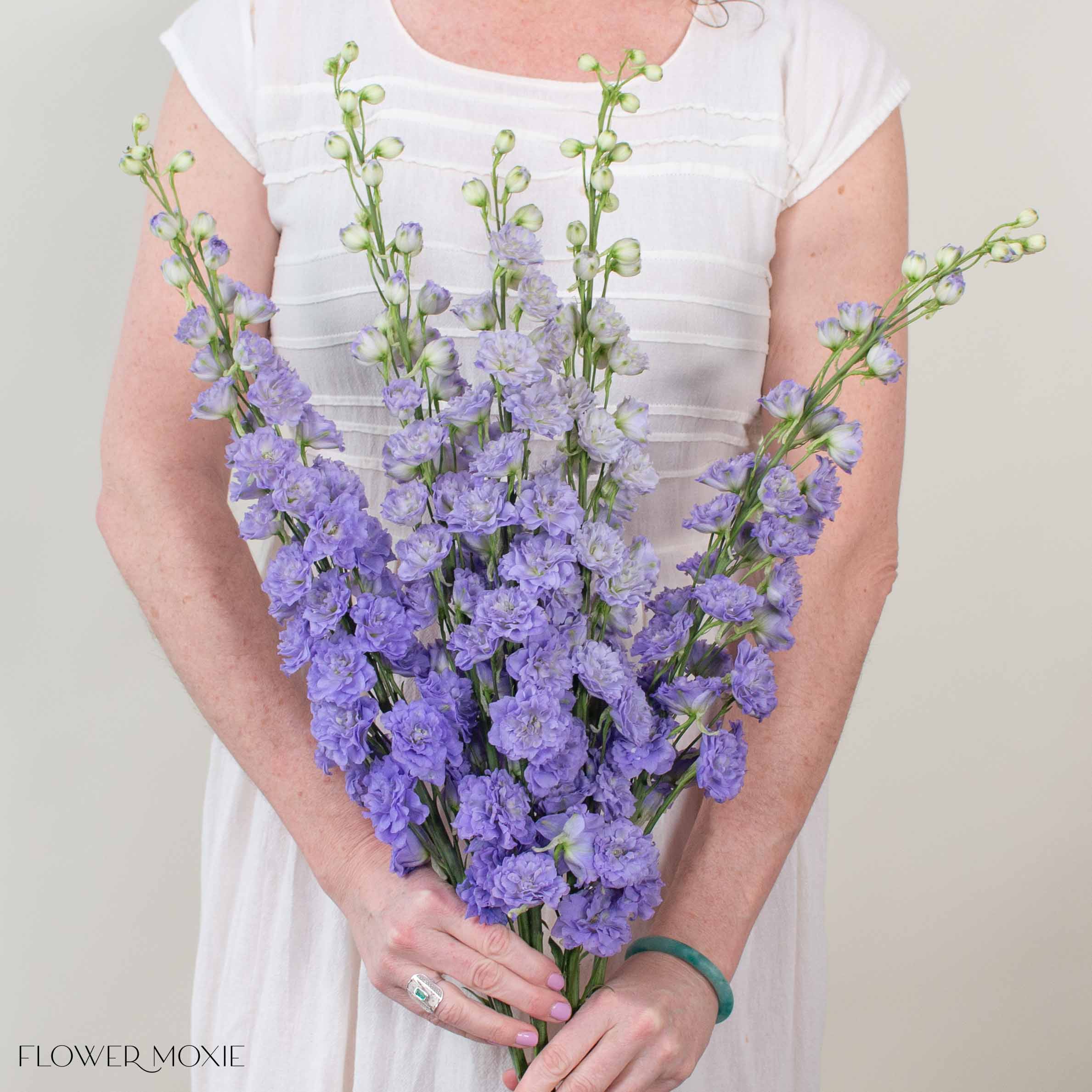 Giant Lavender Hybrid Delphinium