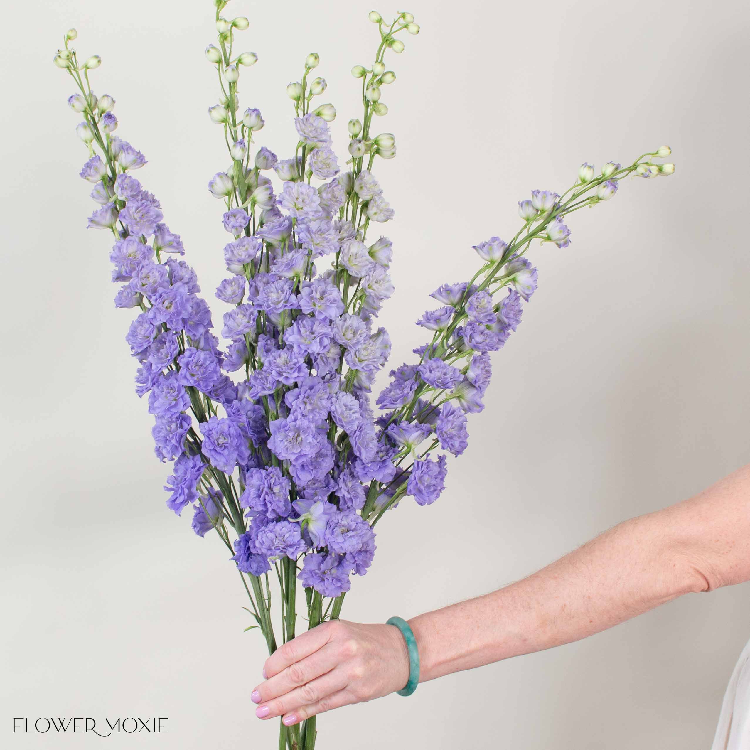 Giant Lavender Hybrid Delphinium - Image 3