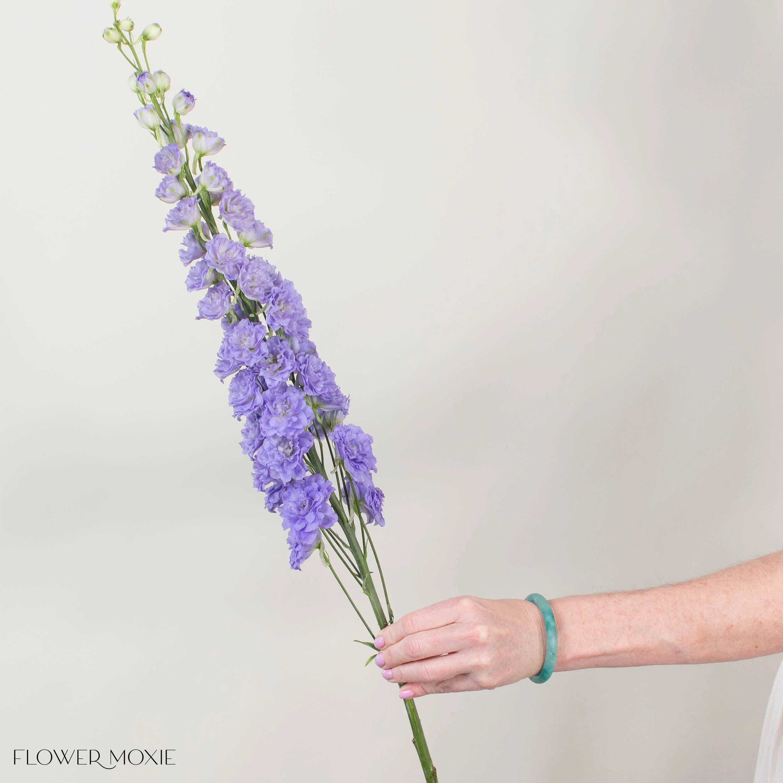 Giant Lavender Hybrid Delphinium - Image 4