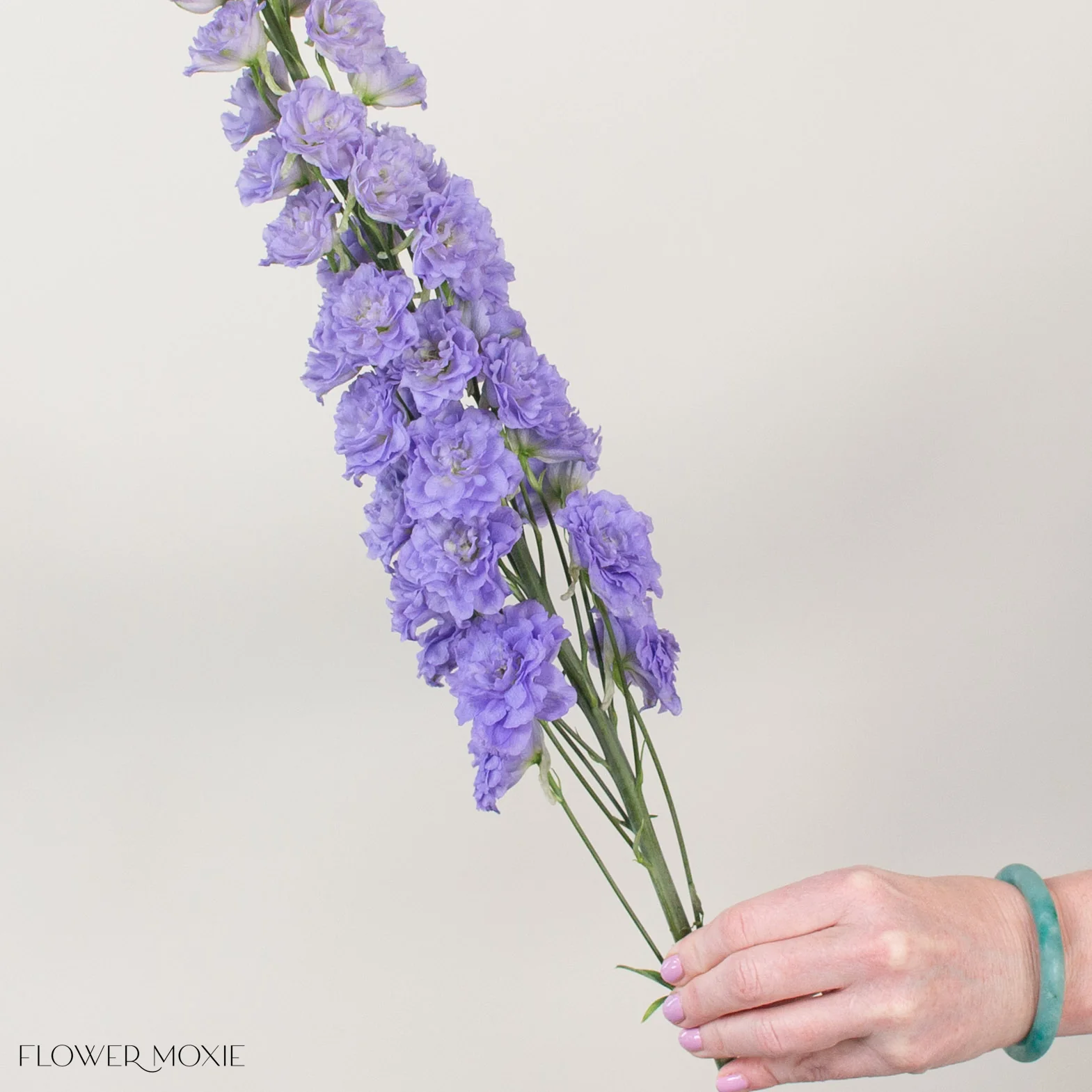 Giant Lavender Hybrid Delphinium - Image 5