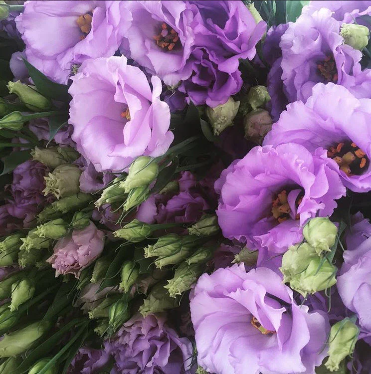 Lavender Lisianthus Flower