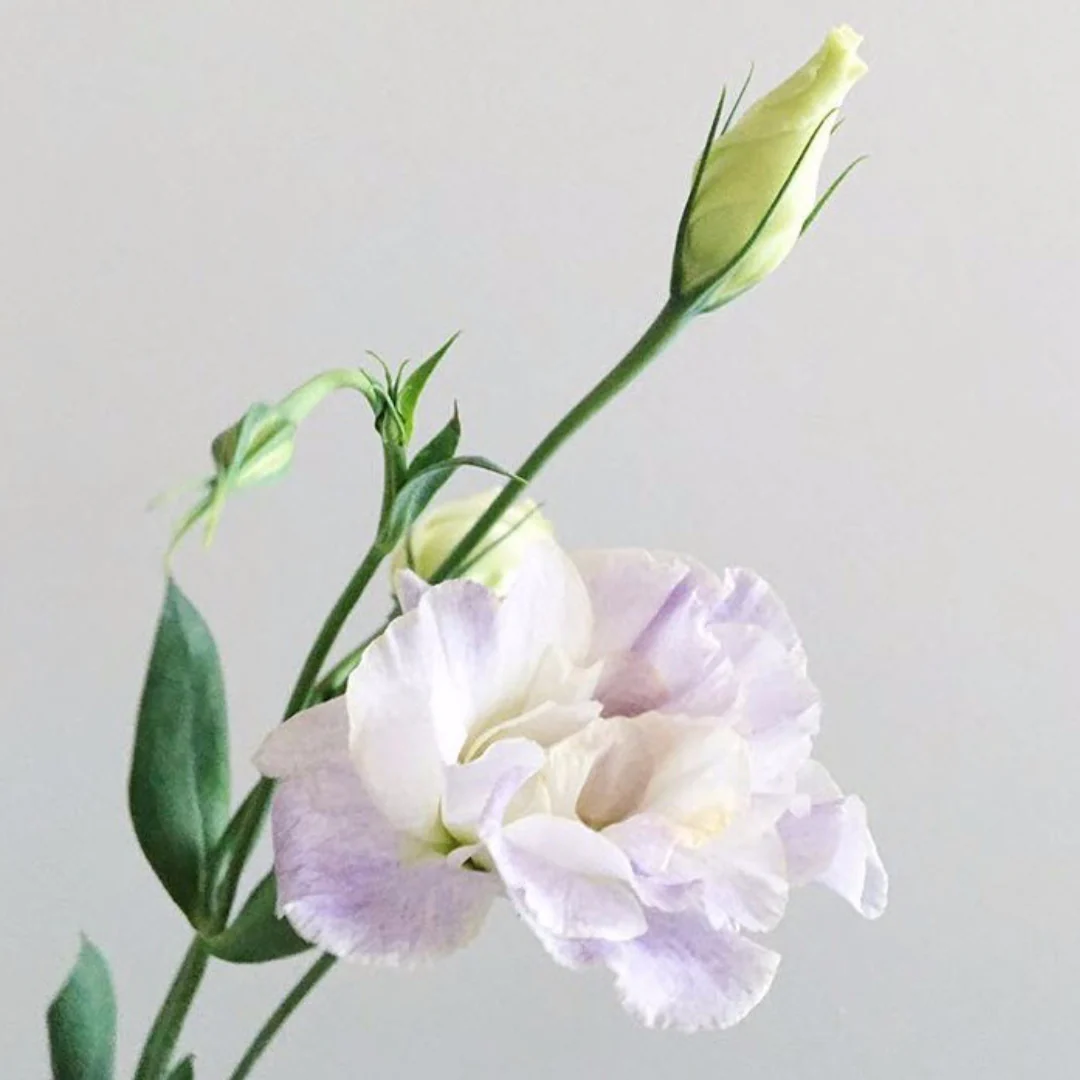 Lavender Lisianthus Flower - Image 3