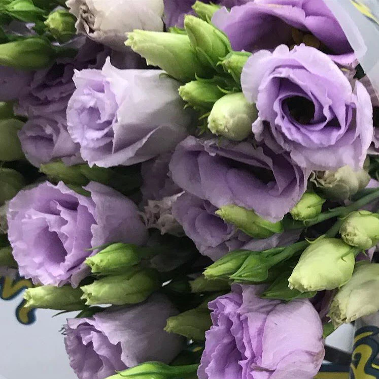 Lavender Lisianthus Flower - Image 4