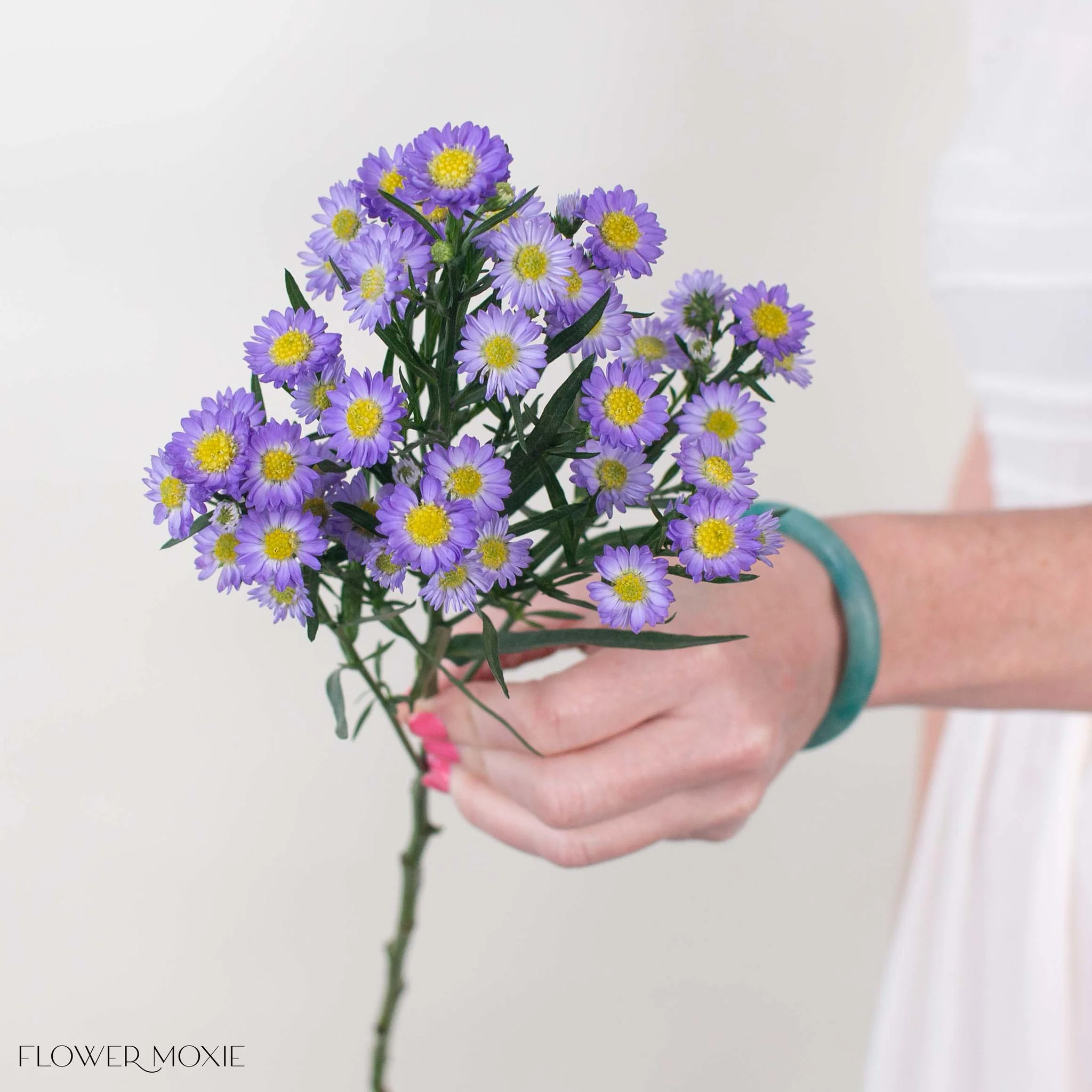 Lavender Meadow Aster Flower - Image 2