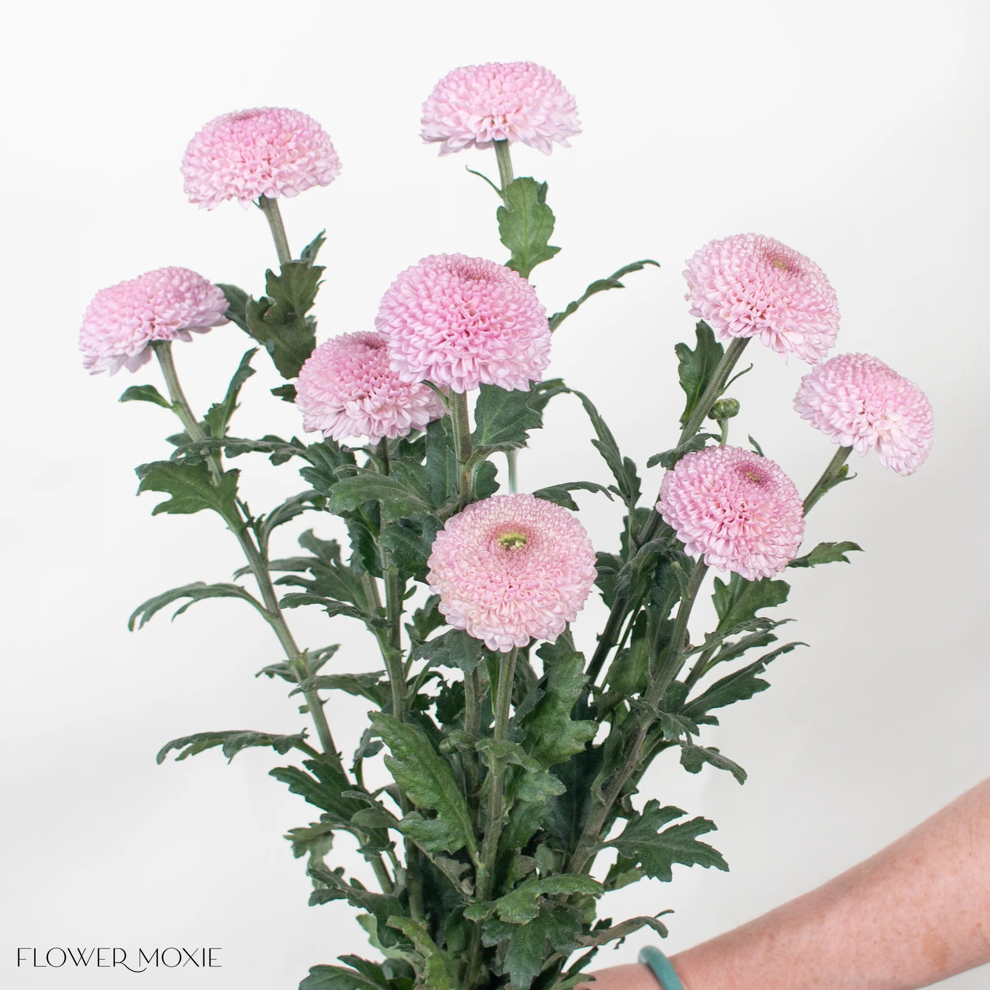 Light Pink Ball Cremone Flower - Image 3