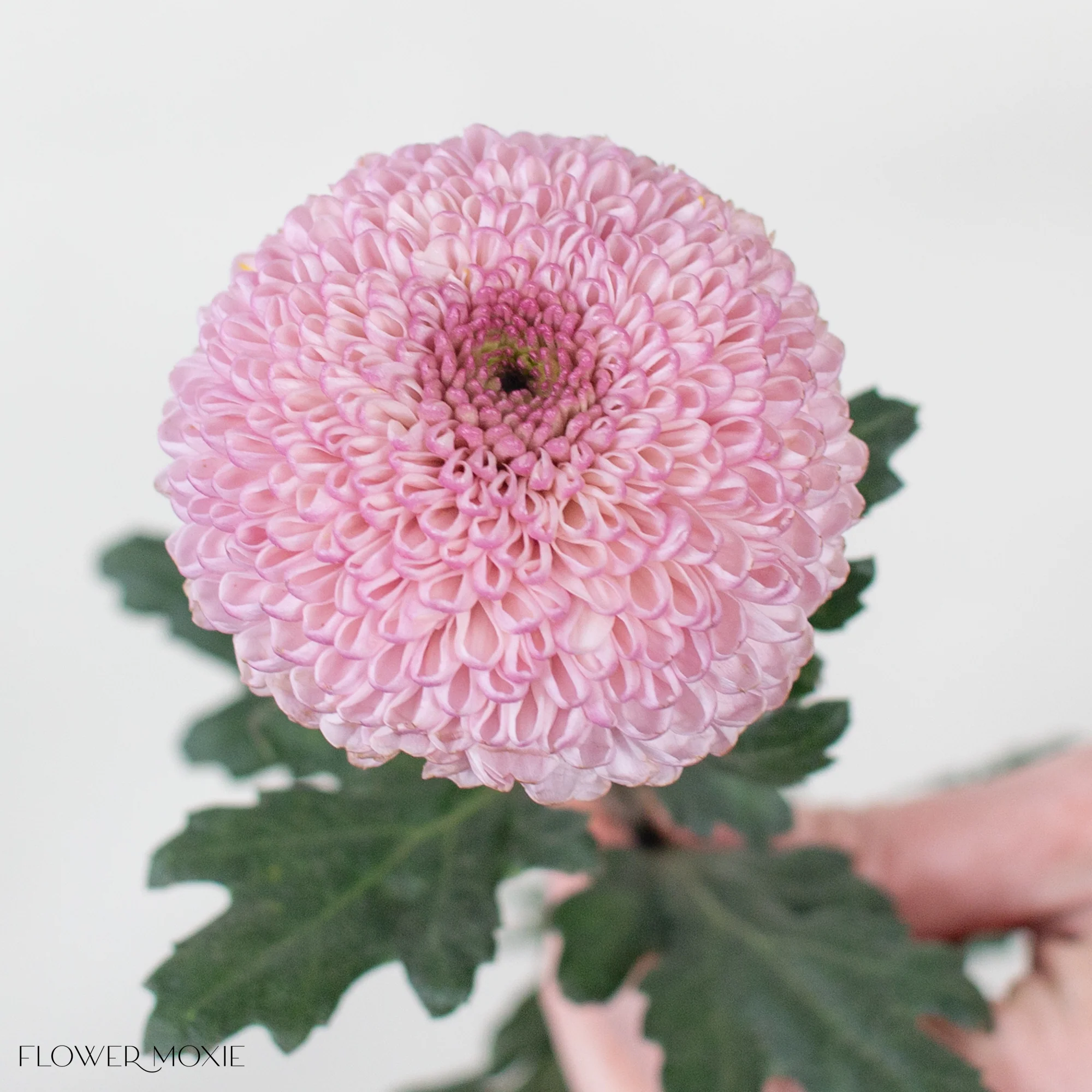Light Pink Ball Cremone Flower - Image 5