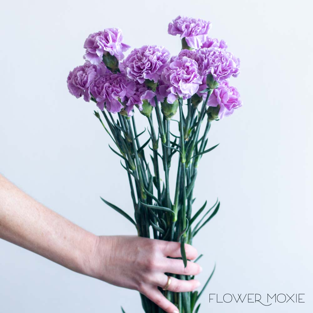 Lavender Moon Carnation Flower - Image 3