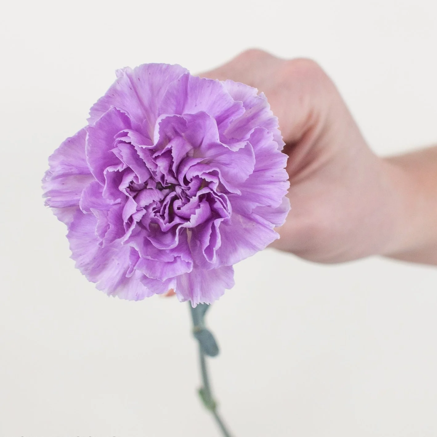 Lavender Moon Carnation Flower - Image 4