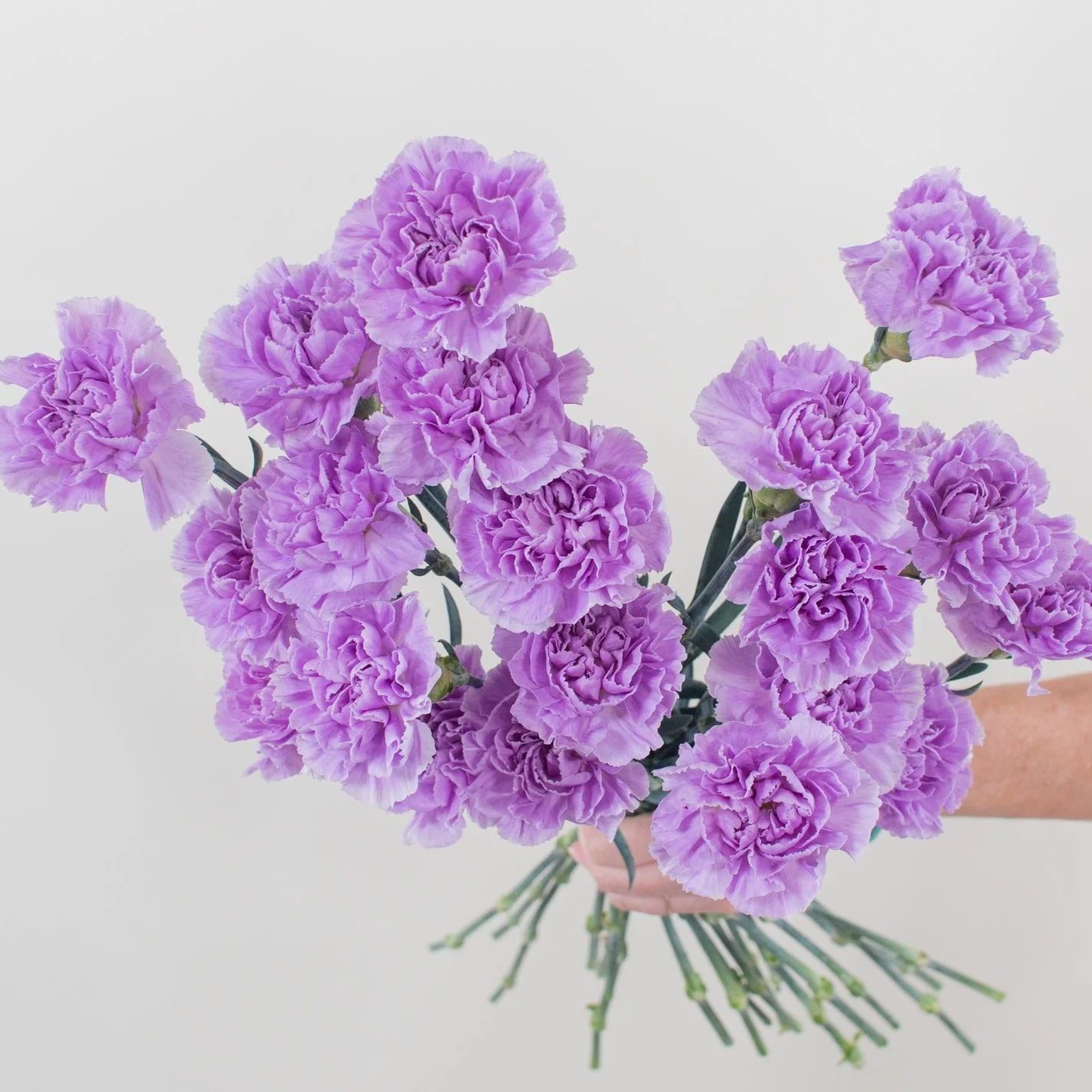Lavender Moon Carnation Flower - Image 6