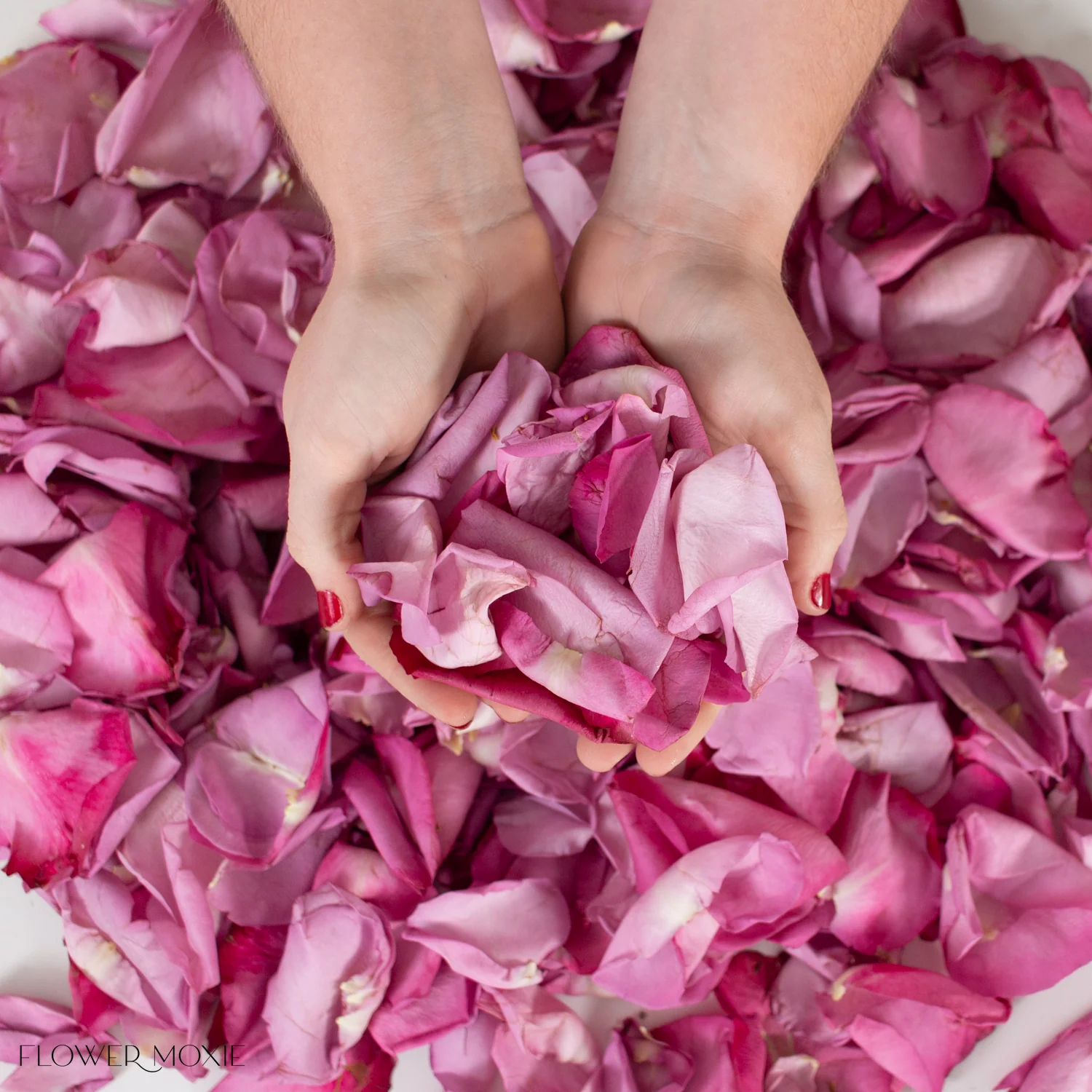 Lavender Rose Petals
