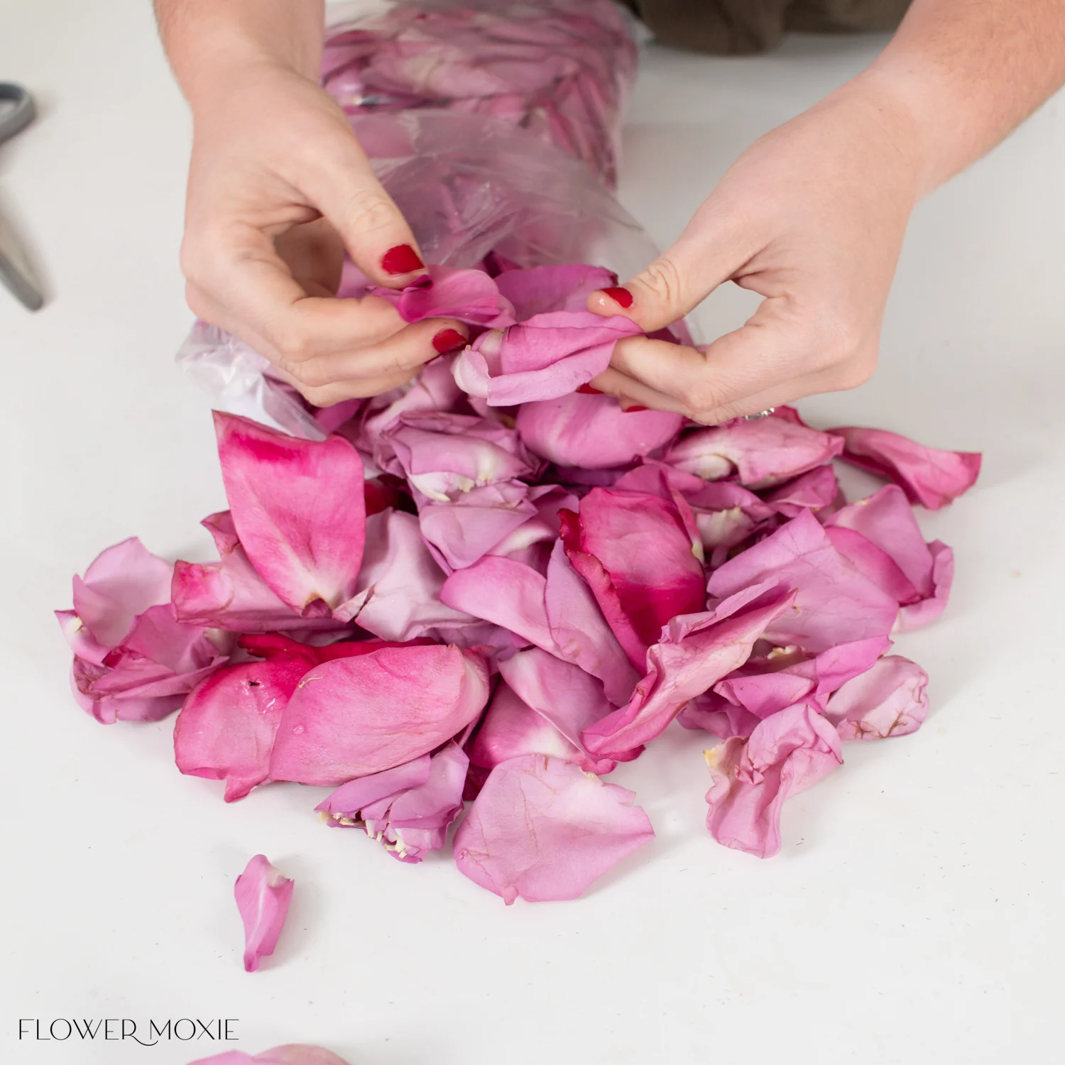 Lavender Rose Petals - Image 2
