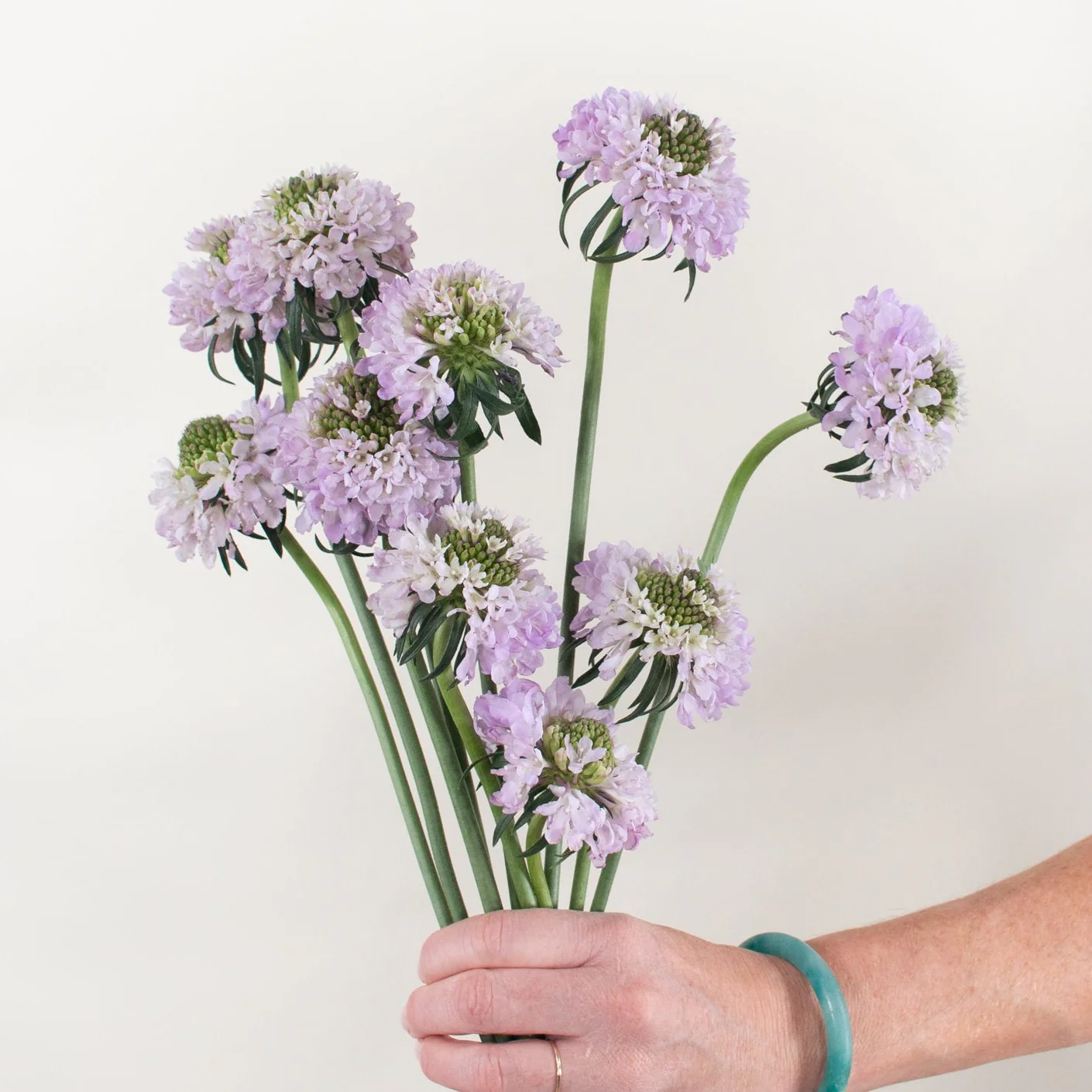 Lavender Scabiosa Flower - Image 10