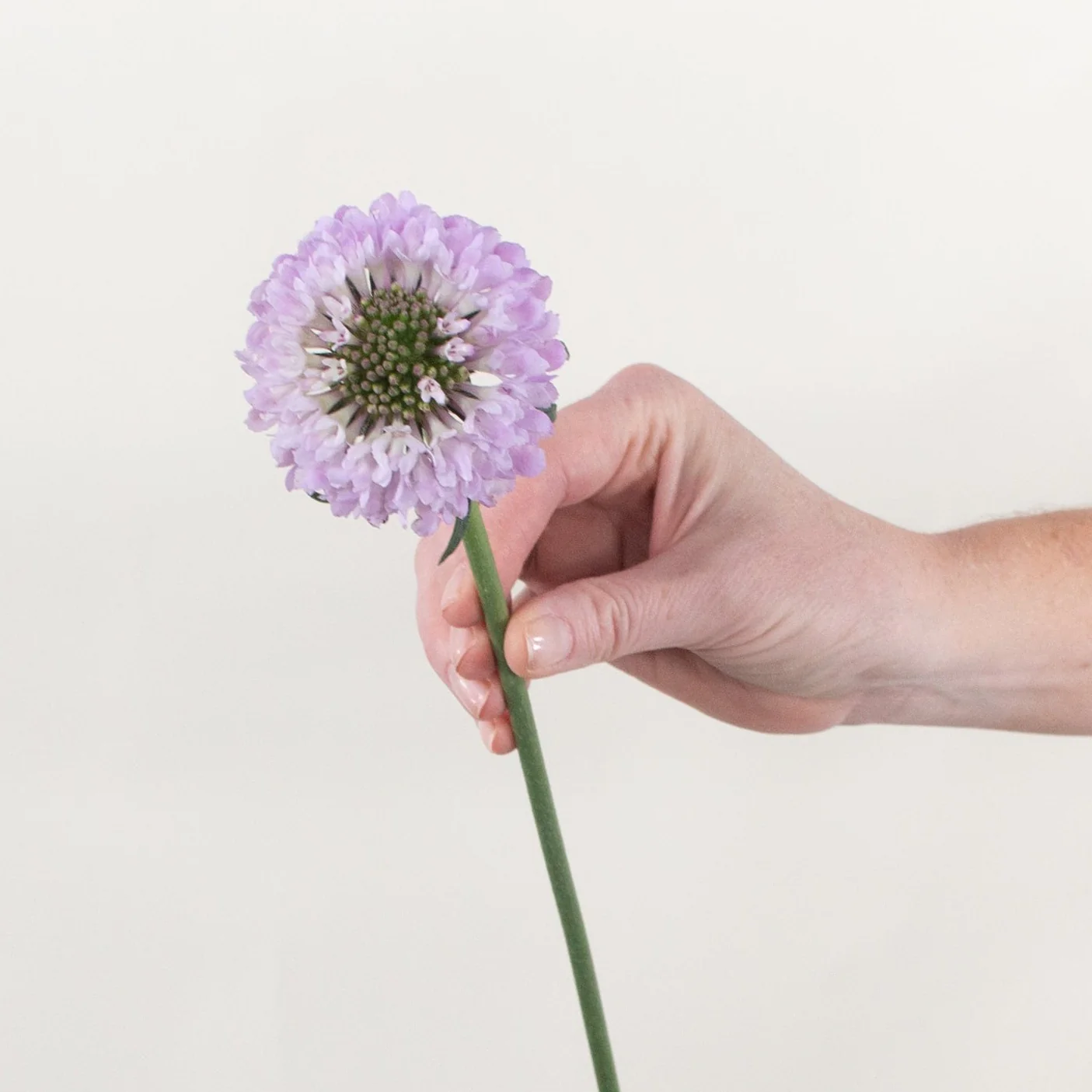 Lavender Scabiosa Flower - Image 11