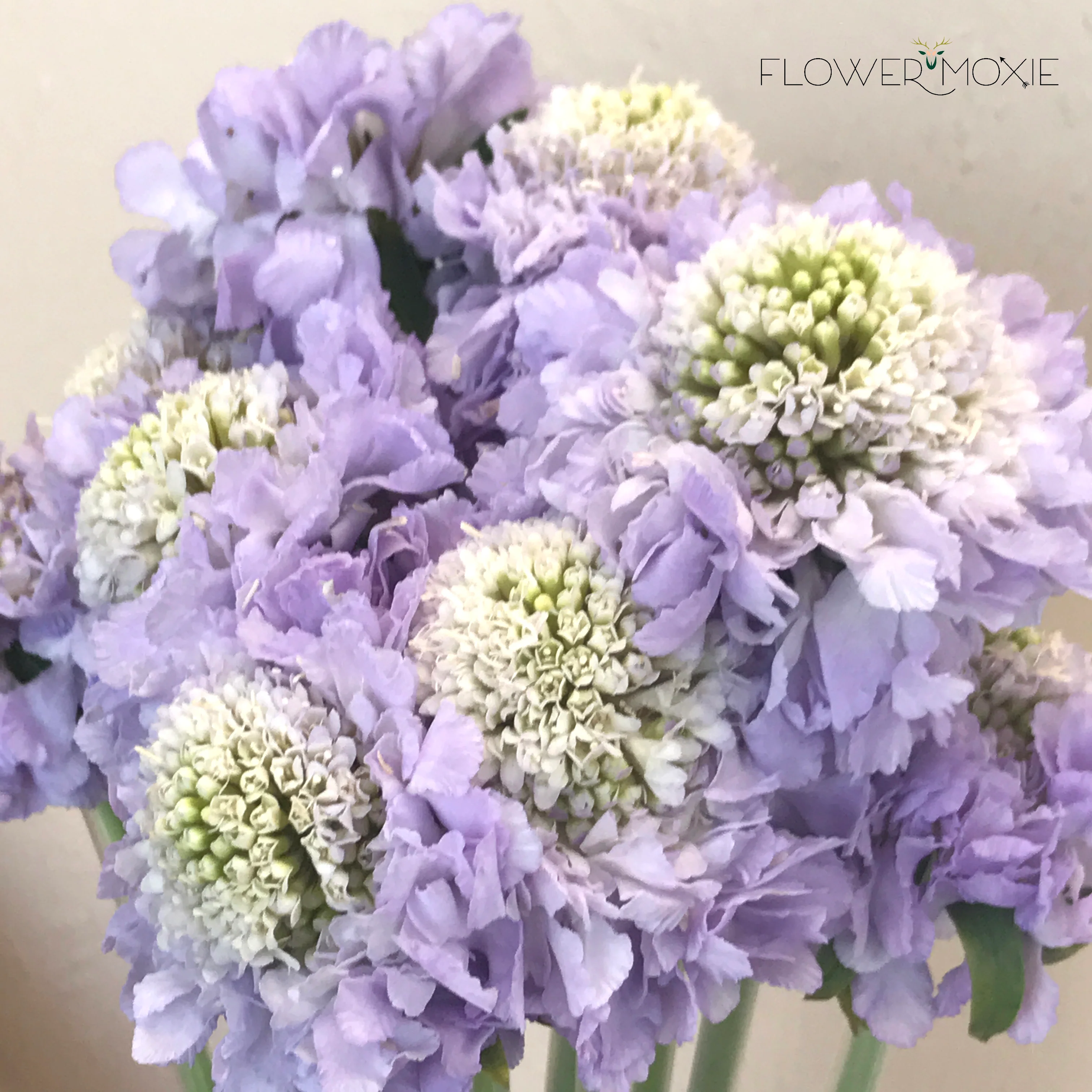 Lavender Scabiosa Flower - Image 12