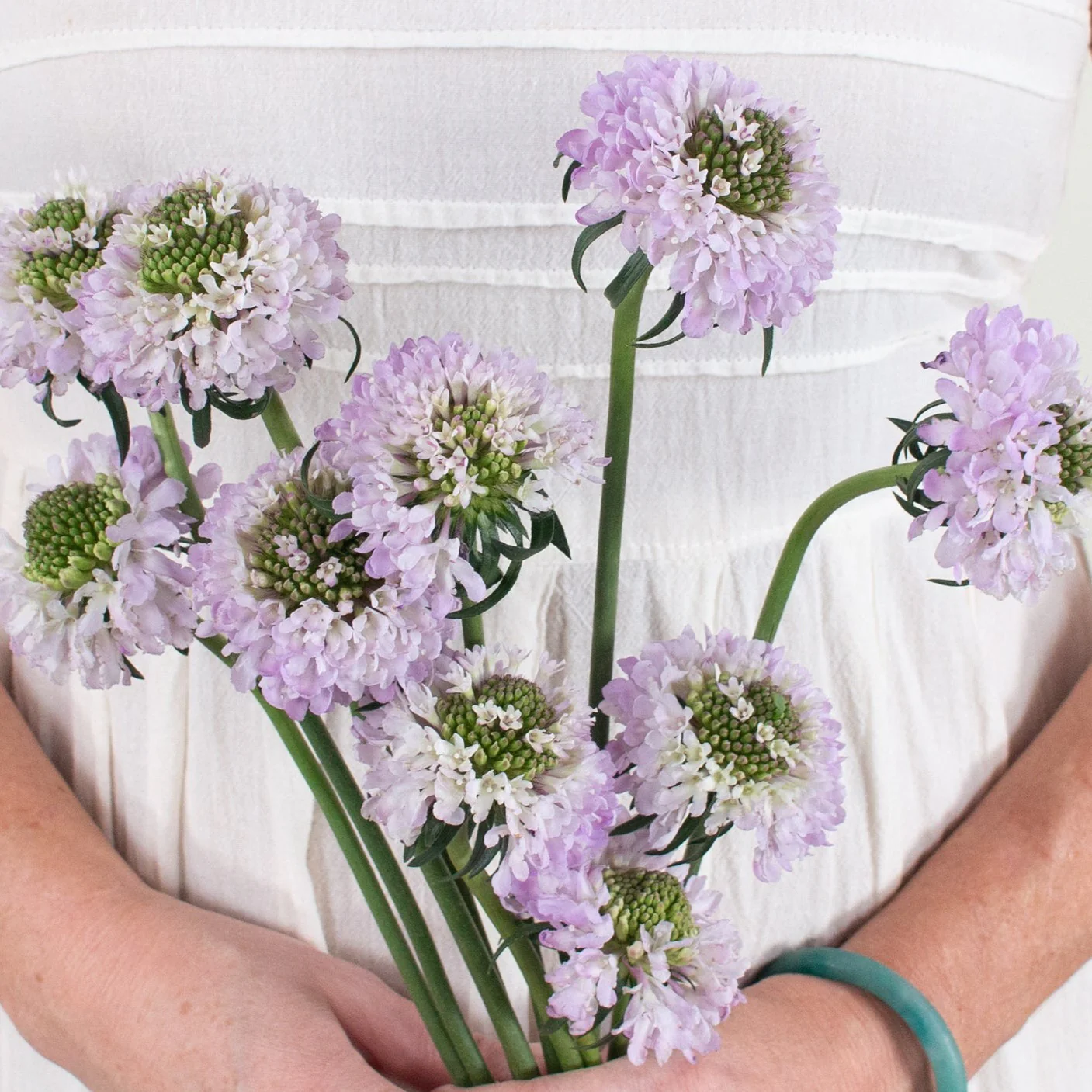 Lavender Scabiosa Flower - Image 13