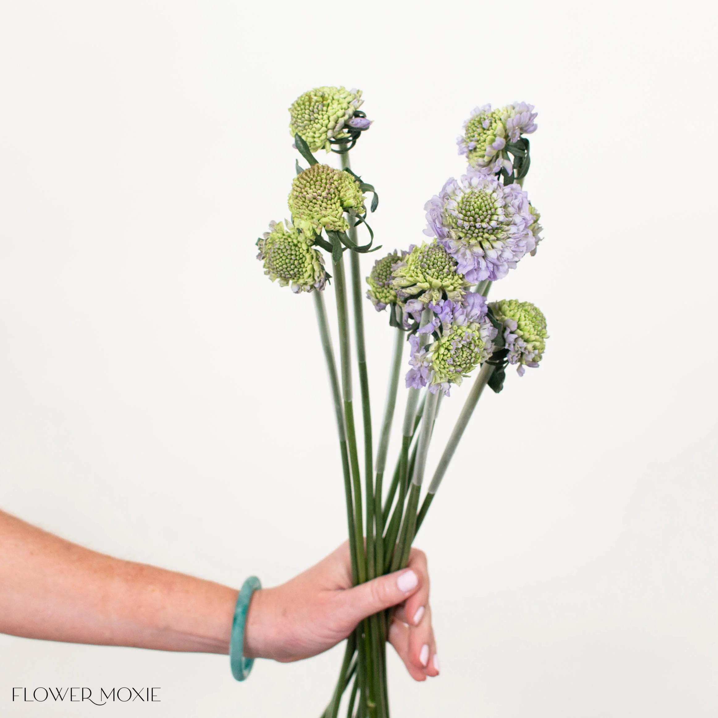 Lavender Scabiosa Flower - Image 5