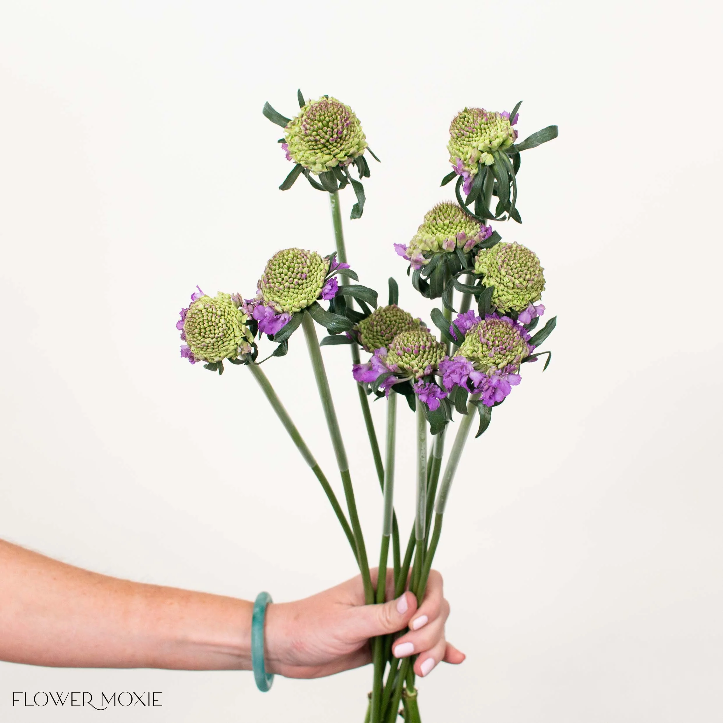 Lavender Scabiosa Flower - Image 6