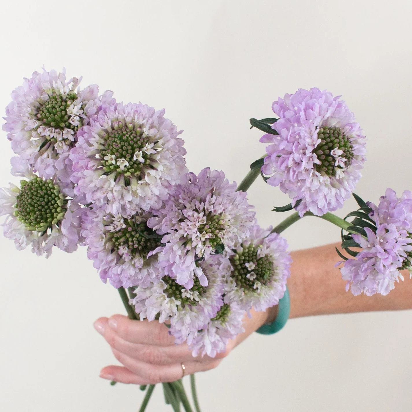 Lavender Scabiosa Flower - Image 7