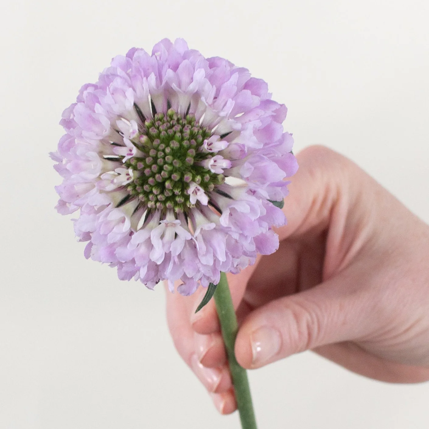 Lavender Scabiosa Flower - Image 8