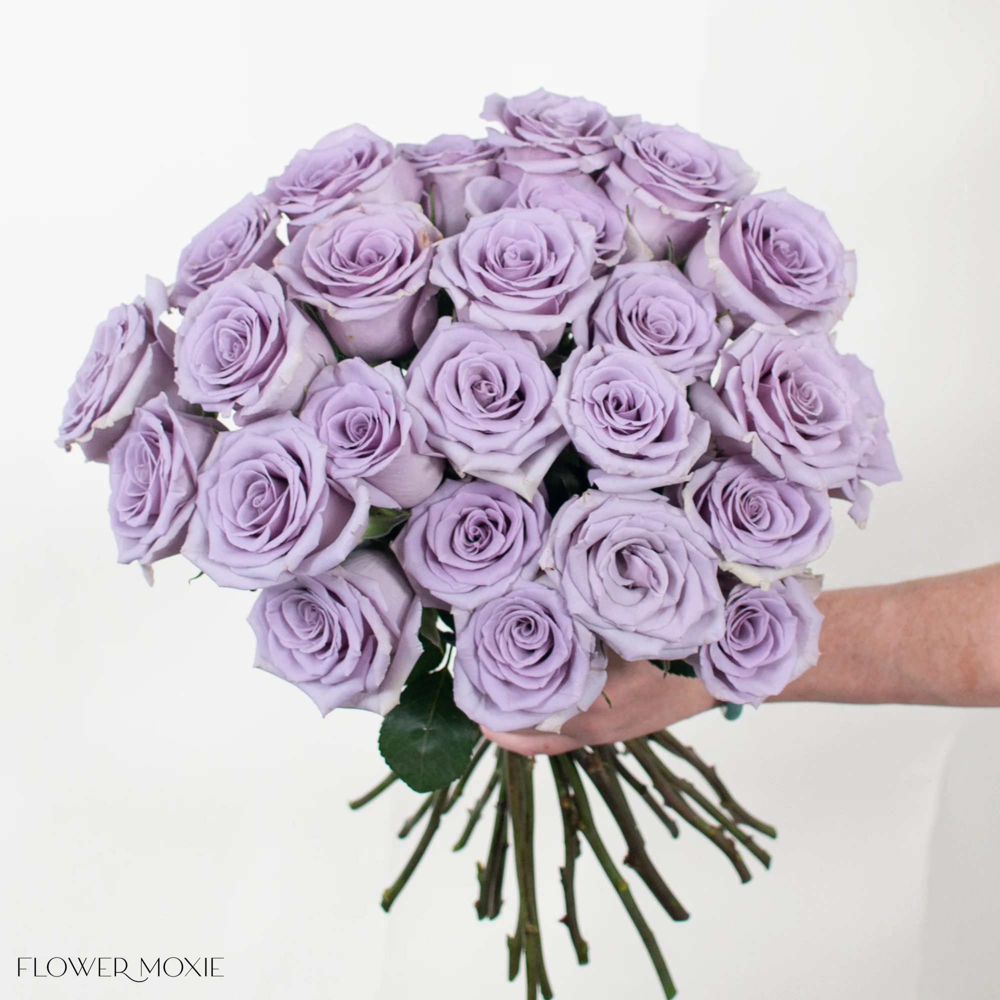 Lavender Shocking Blue Rose - Image 3