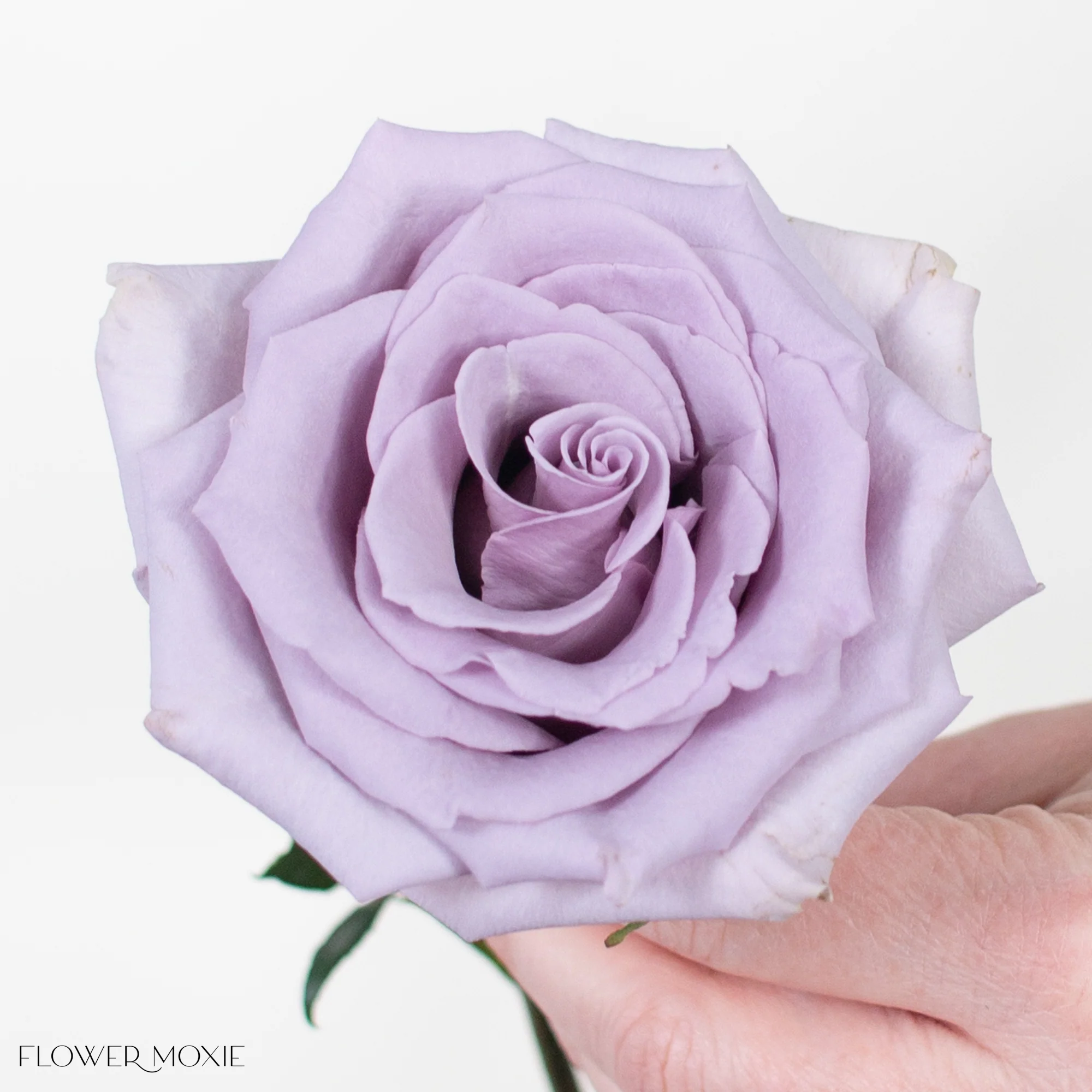 Lavender Shocking Blue Rose - Image 5