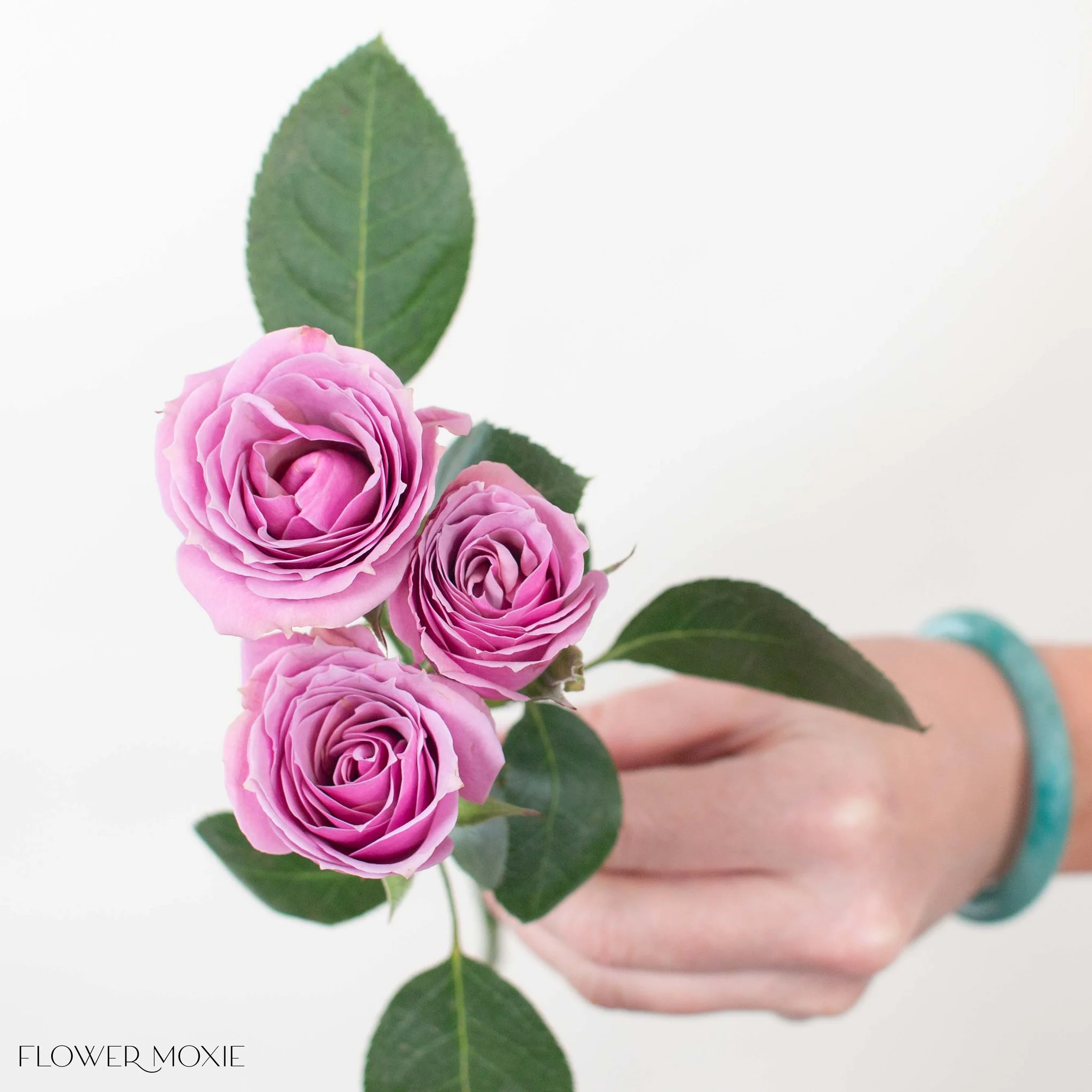 Lavender Spray Roses - Image 10