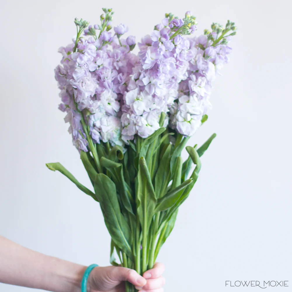 Lavender Stock Flower - Image 2