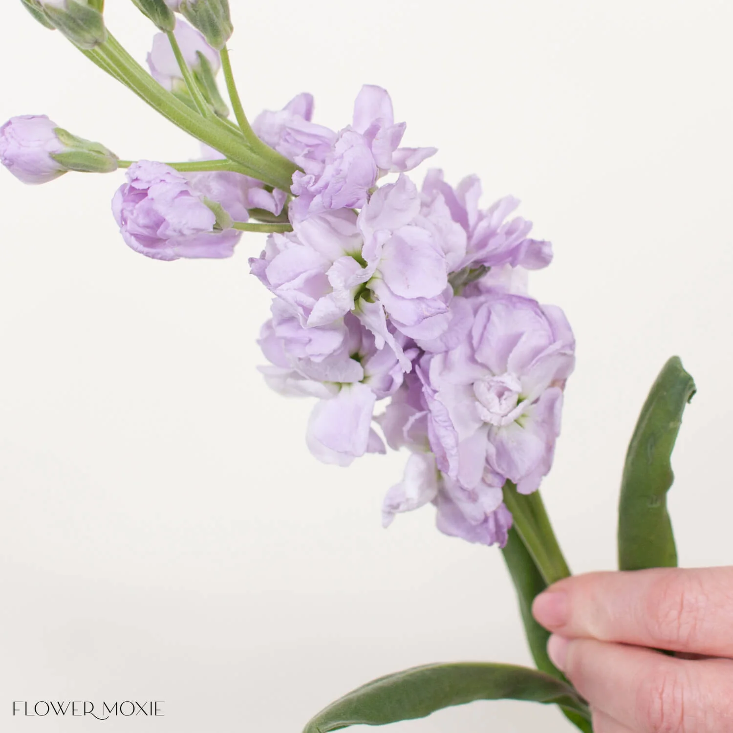Lavender Stock Flower - Image 3