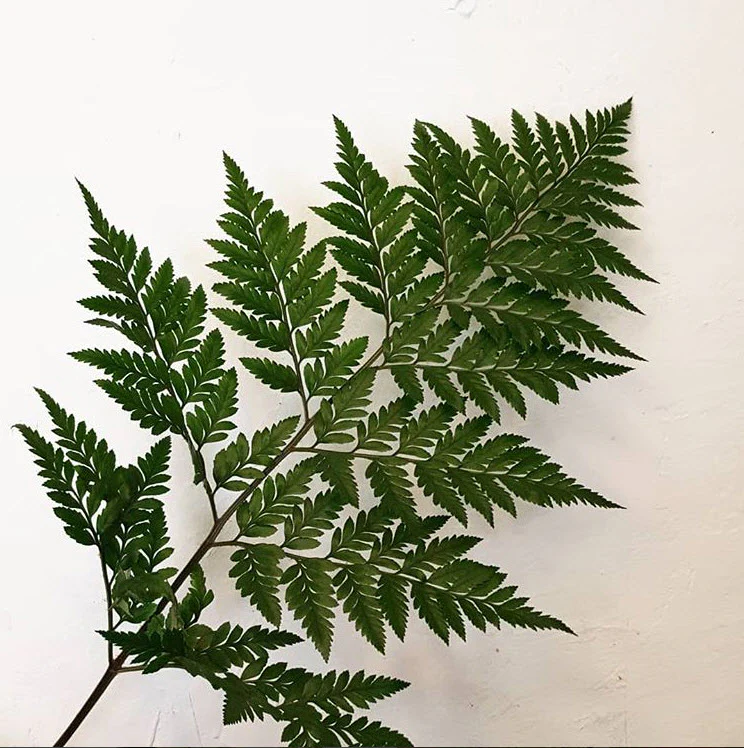 Leatherleaf Fern Greenery - Image 5